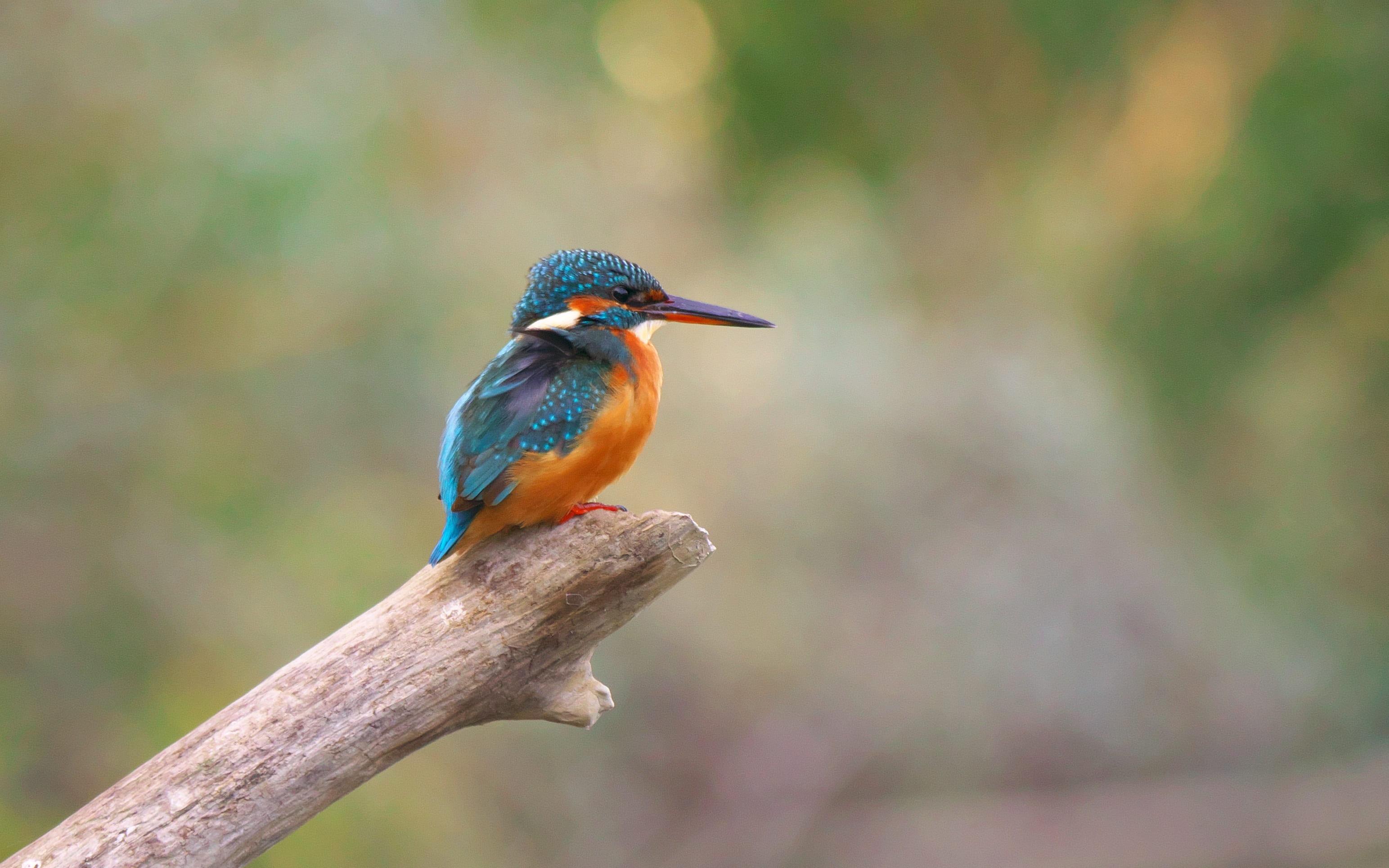 standing, full length, branch, looking, beak, photography, no people, blue, birds, selective, ornithology, bird, martin fisher, beauty in nature, animal, HD Wallpaper