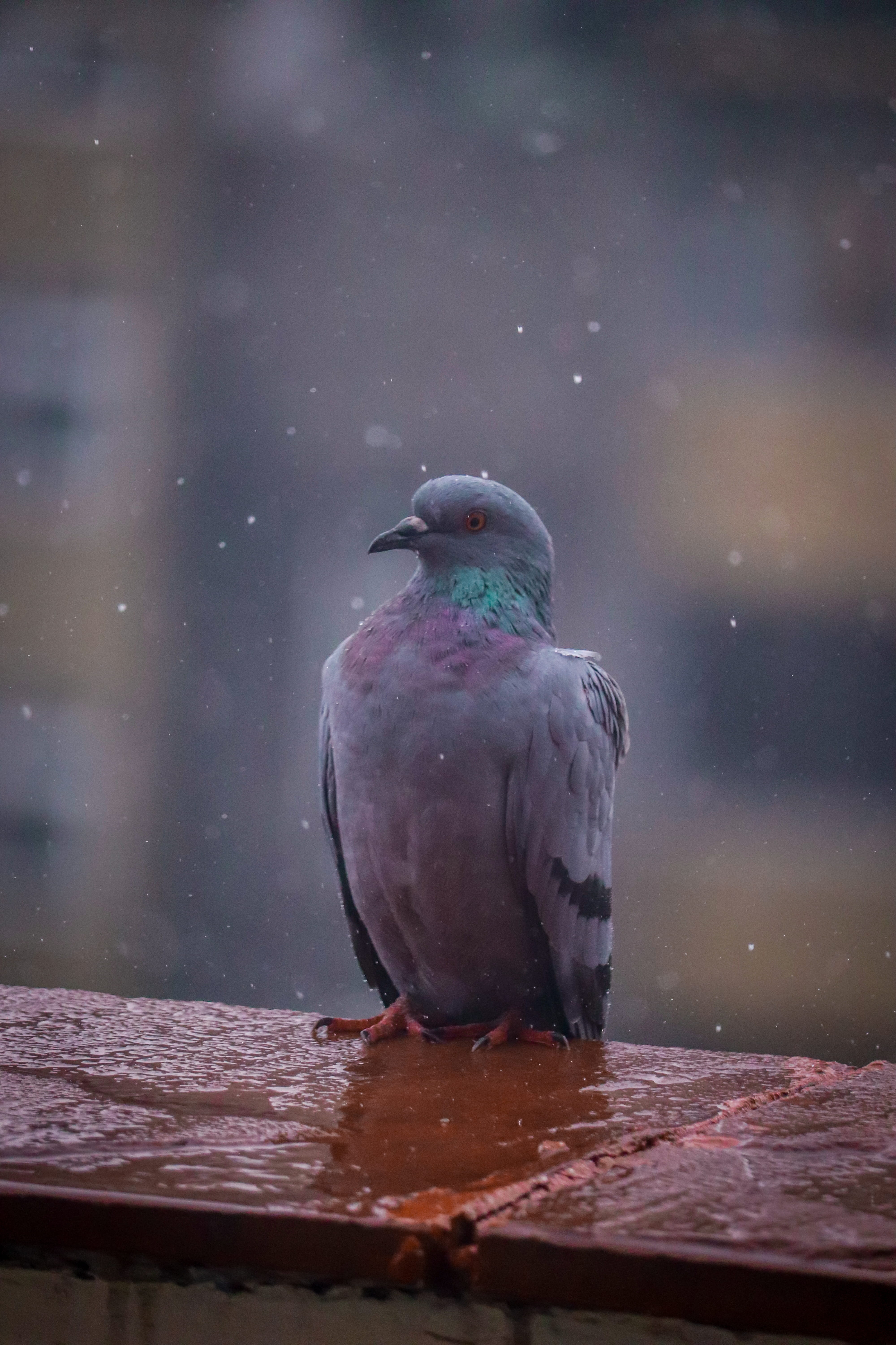 beauty in nature, feathers, selective focus, water, animal wildlife, animals in the wild, bird, full length, wings, pigeon, blurred background, photography, Phone HD Wallpaper