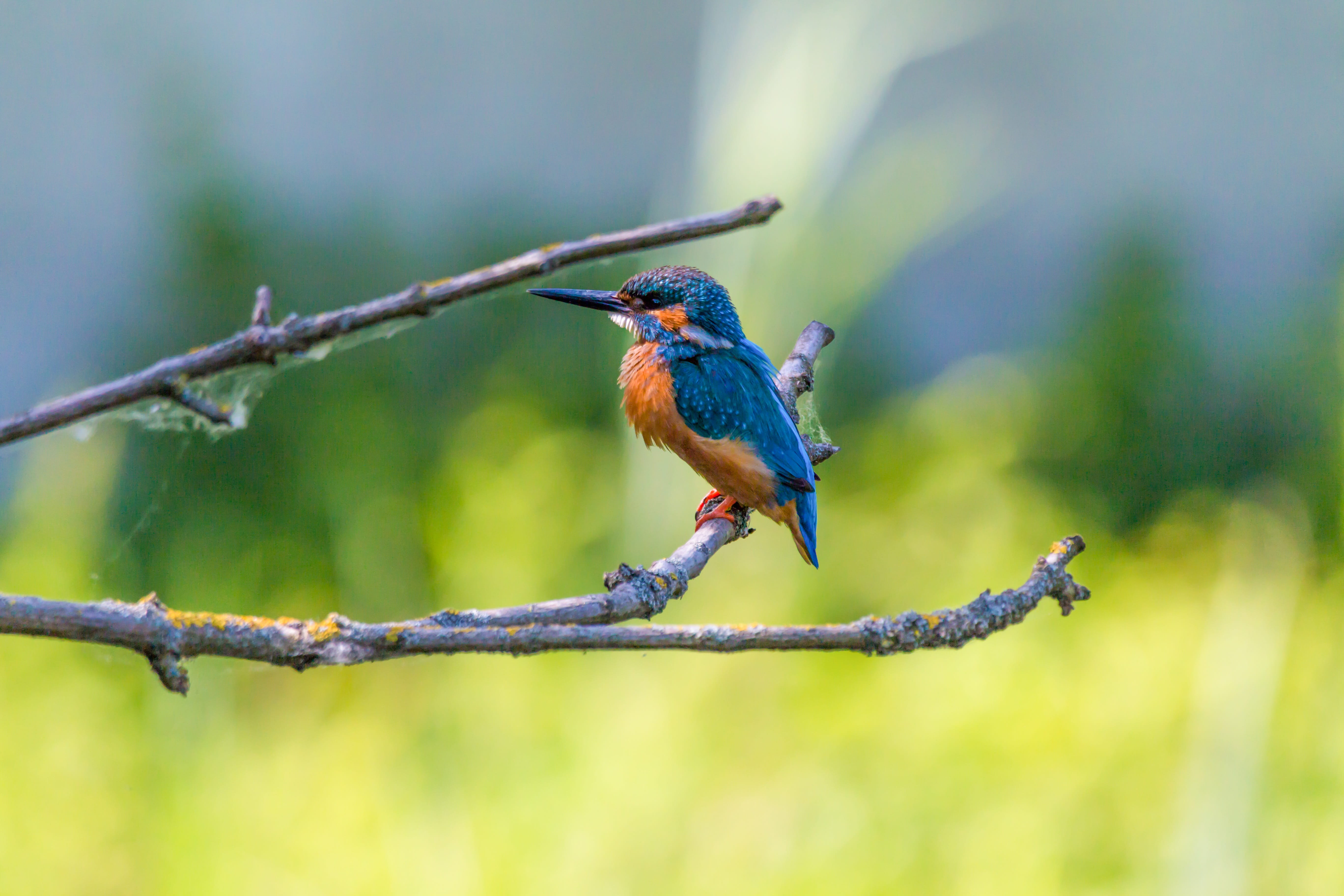 little, full length, wing, beauty in nature, close-up, animal wildlife, plant, color, outdoors, park, animals in the wild, nature, perching, perched, plumage, HD Wallpaper