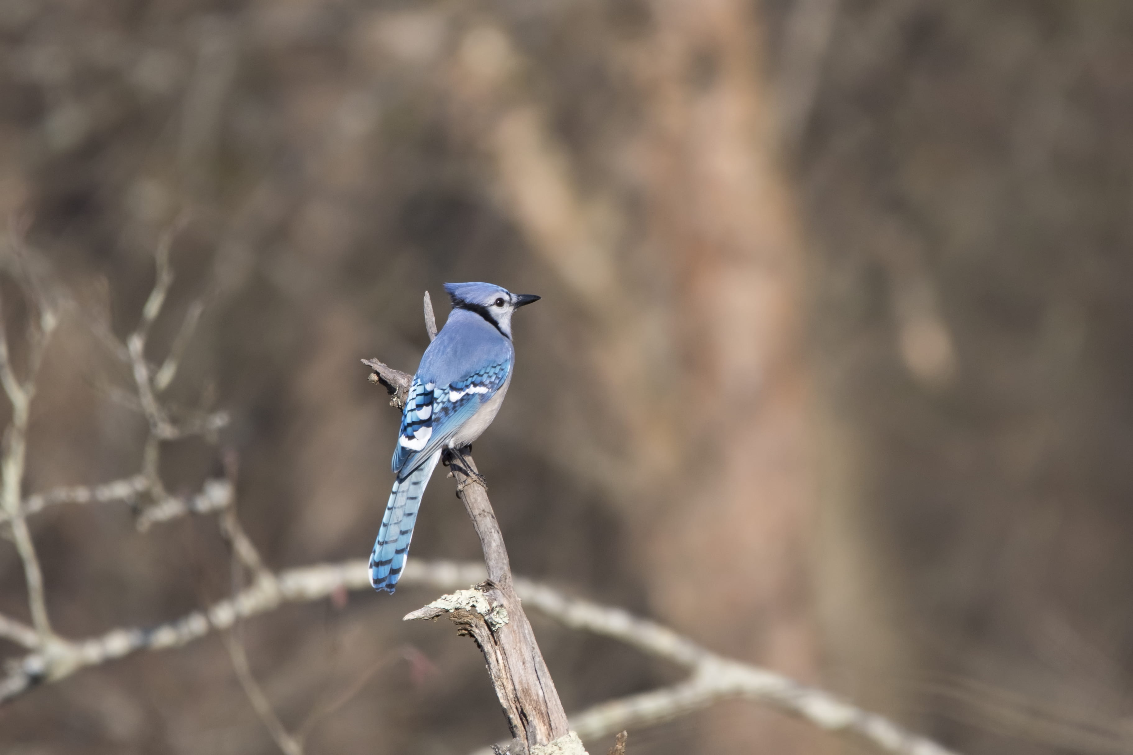 animal themes, close-up, bird, wings, environment, feathers, wire, perching, one animal, blur, colorful, vertebrate, fence, wildlife, no people, small, HD Wallpaper