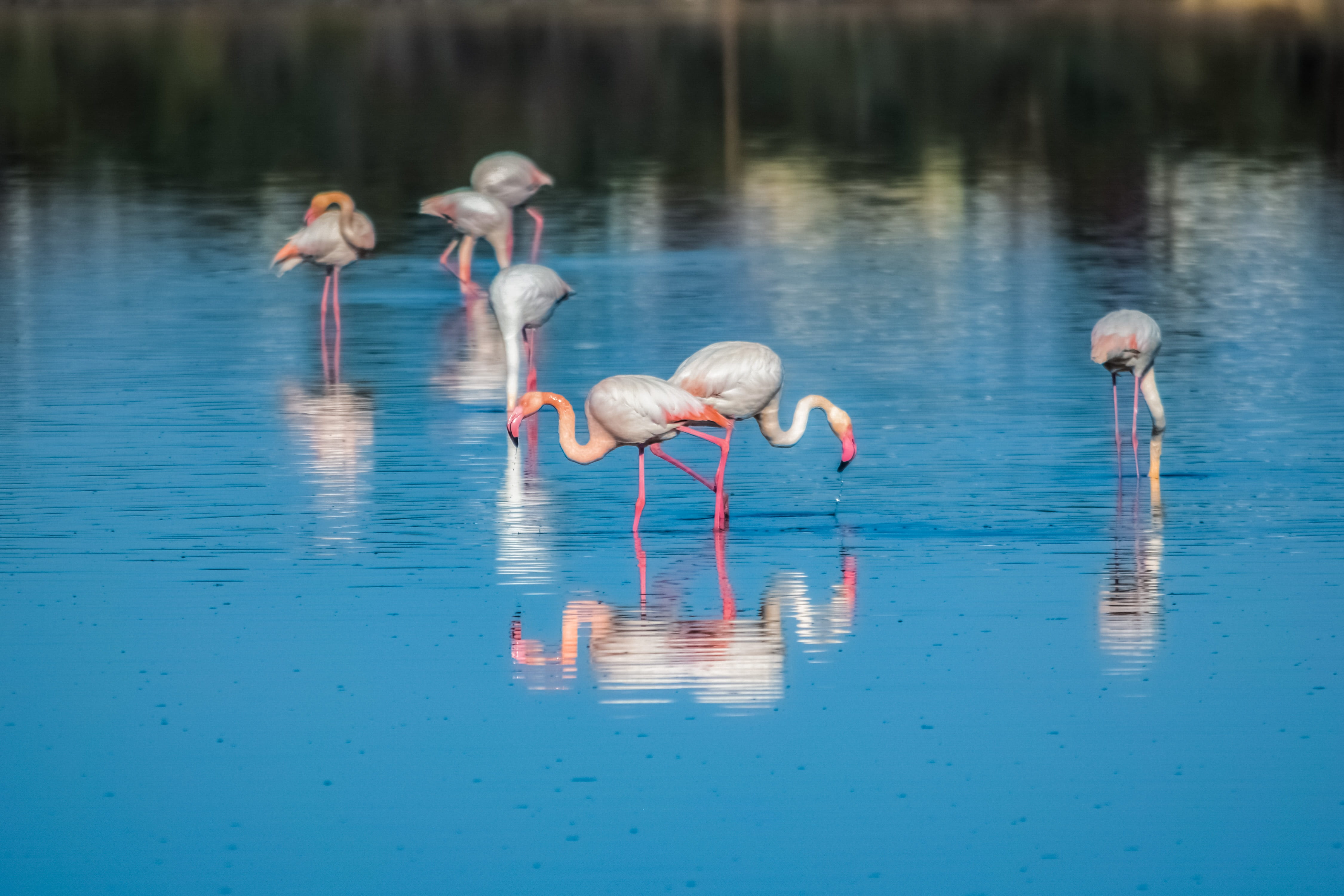 animal neck, pink color, beautiful, bird watching, nature, alyki, drinking, vertebrate, water, outdoors, animals in the wild, beauty in nature, 4K, wading, HD Wallpaper