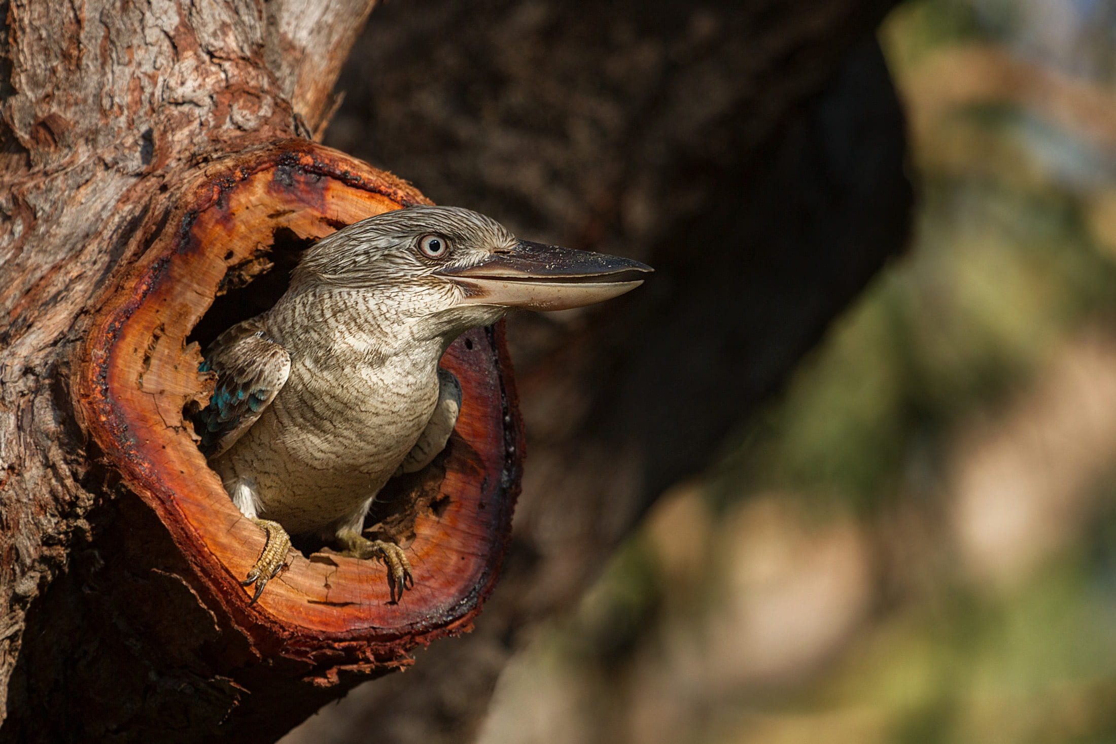 beak, close-up, vertebrate, tree, animal wildlife, wing, feather, animals in the wild, environment, wildlife, tree trunk, focus on foreground, animal head, HD Wallpaper