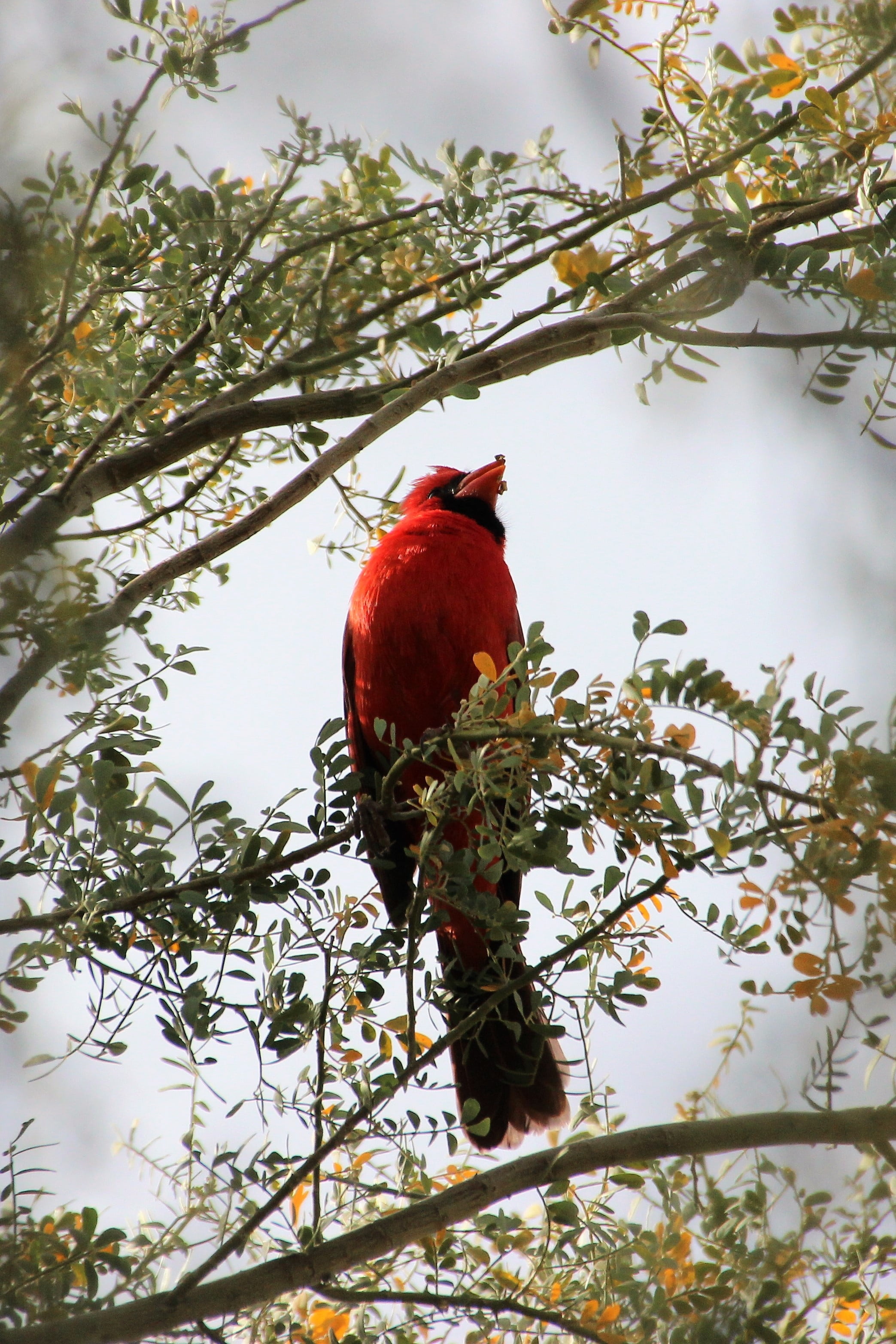 cardinal, vertebrate, cardinal - bird, beauty in nature, no people, animals in the wild, songbird, nature, male animal, tree, animal wildlife, branch, 2K, Phone HD Wallpaper