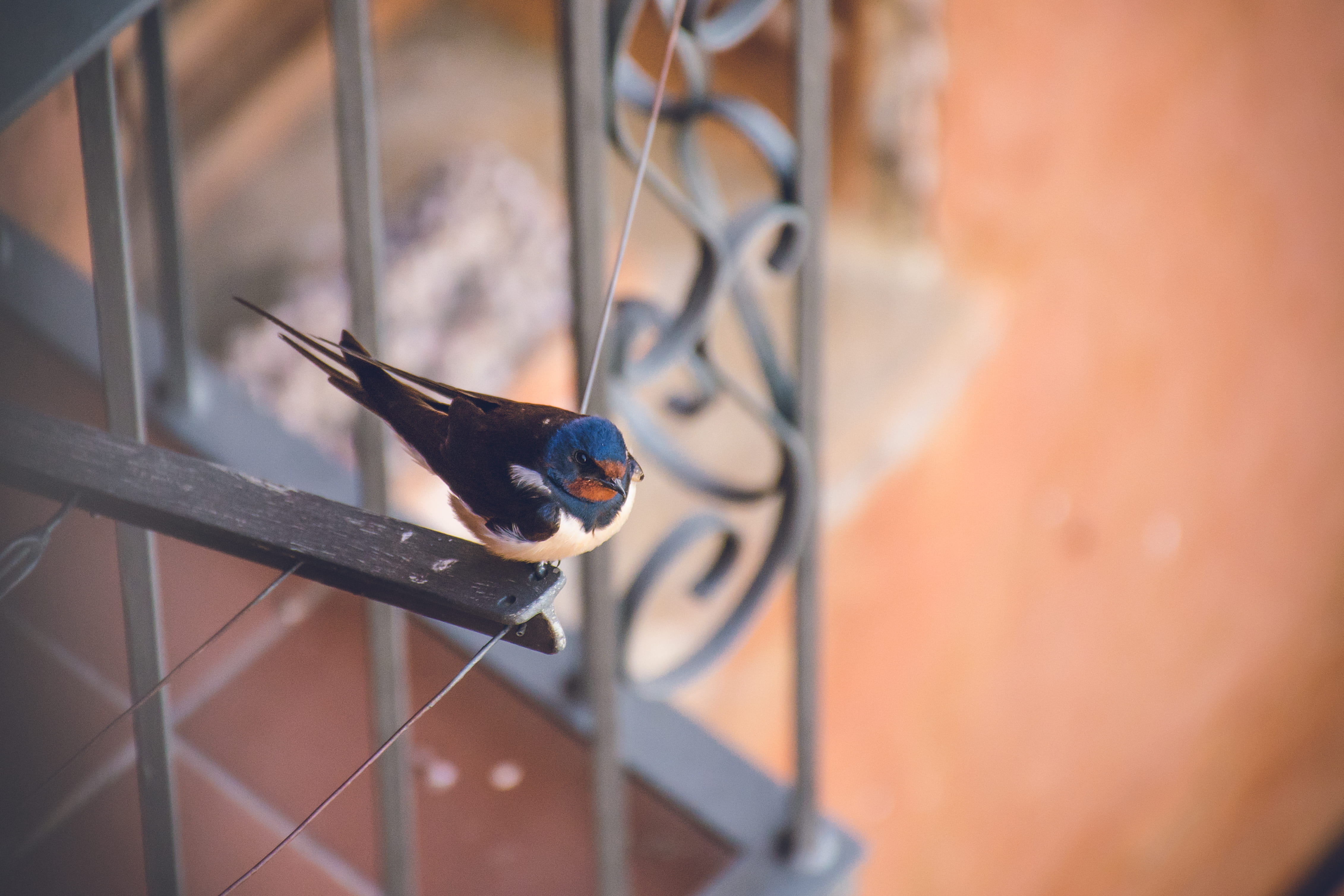 animal body part, selective focus, vertebrate, animals in the wild, wire, blue, ornithology, black, wall - building feature, feathers, close-up, little, HD Wallpaper