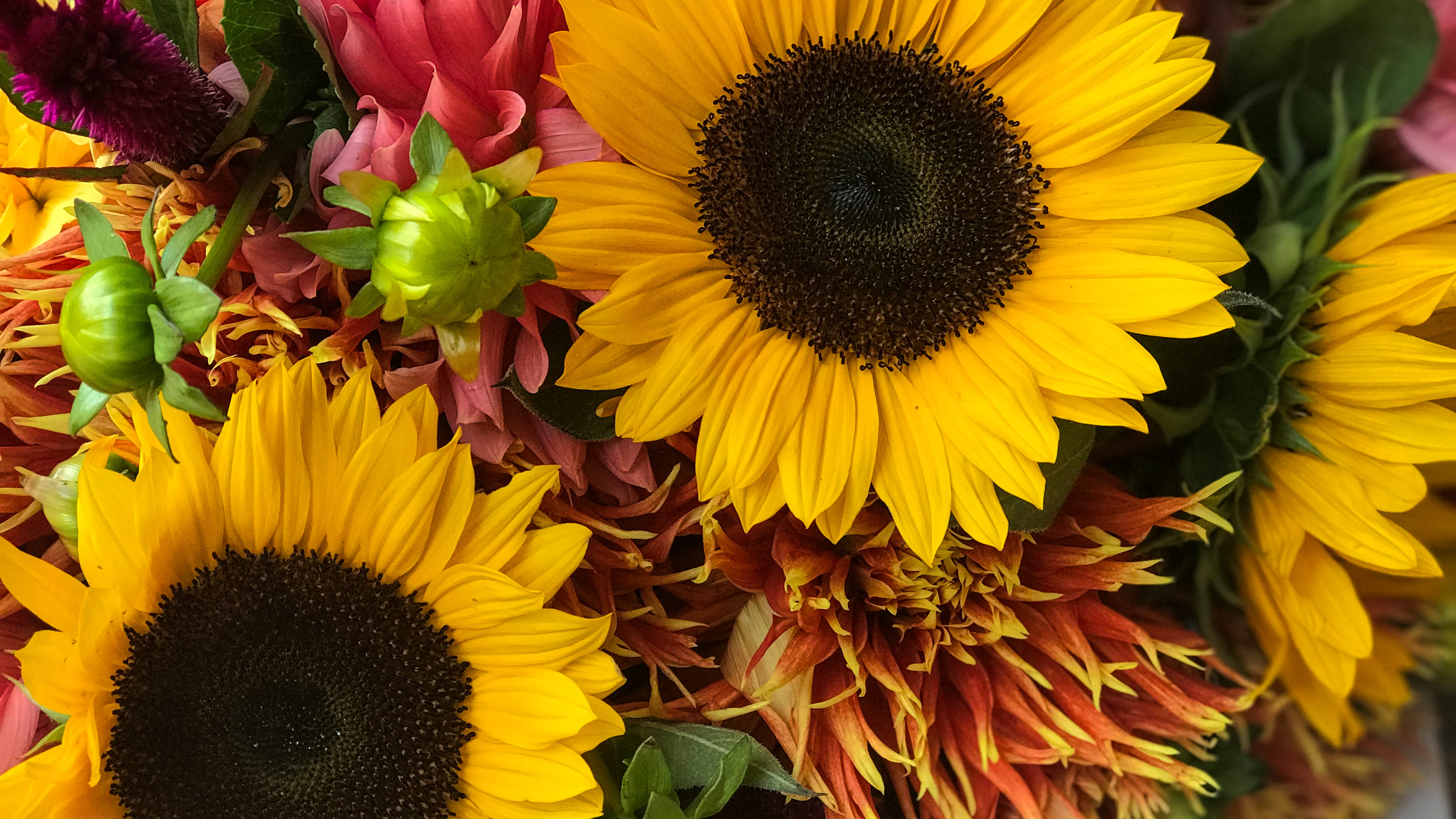 close-up, flower arrangement, 4K, fragility, springtime, inflorescence, nature, pollen, flower, flower head, vulnerability, yellow, outdoors, botany, sun flowers, HD Wallpaper