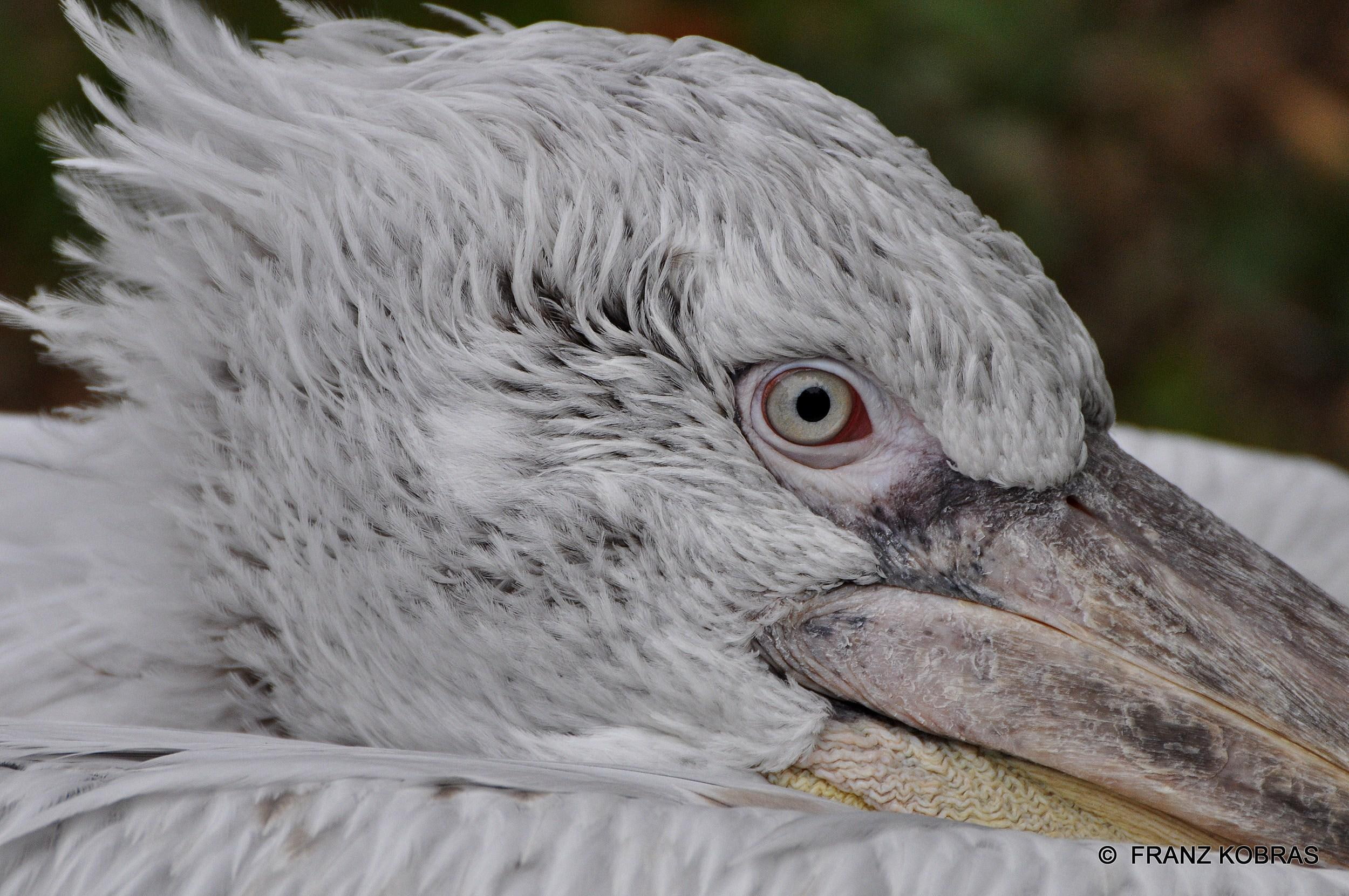pelikan, water, bird, krauskopf, animals, 1080P, vogel, HD Wallpaper
