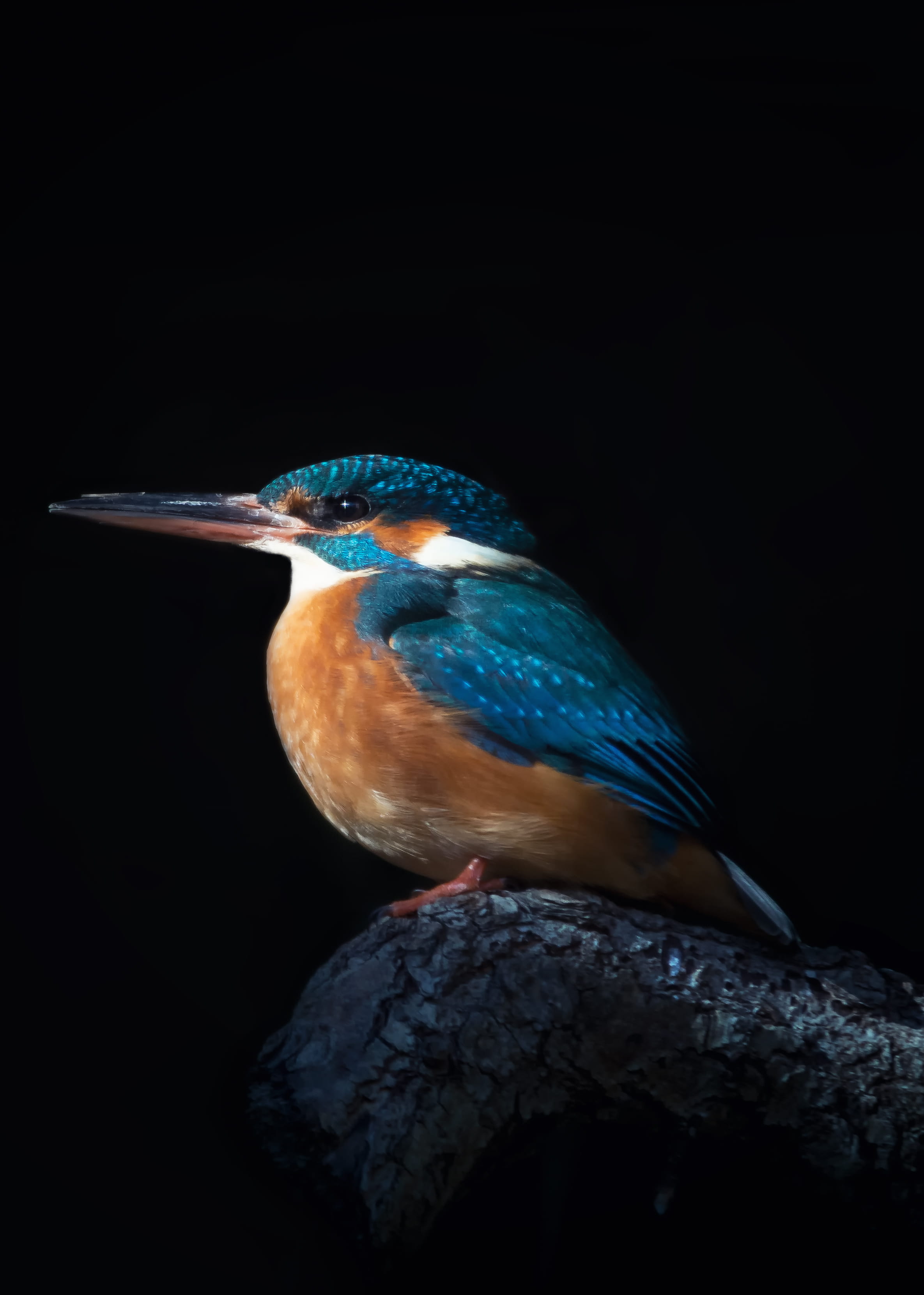 perching, rock, no people, nature, hummingbird, one animal, blue, black background, animals in the wild, focus, close-up, looking, rock - object, solid, Phone HD Wallpaper