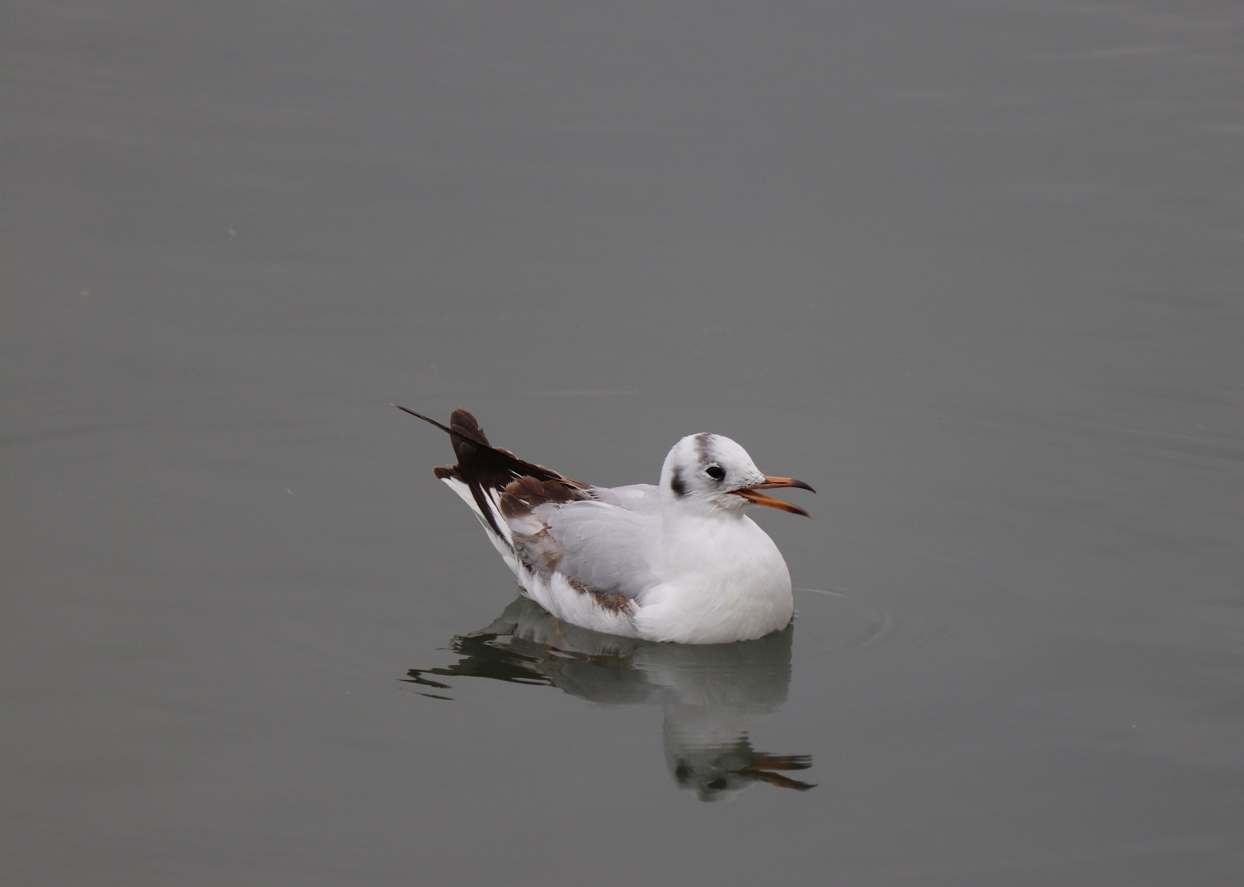 birds, no people, water bird, animals, animal themes, outdoors, rising, copy space, wings, sky, wing, dom, flying, 4K, nature, see vogel, reflection, bird, HD Wallpaper