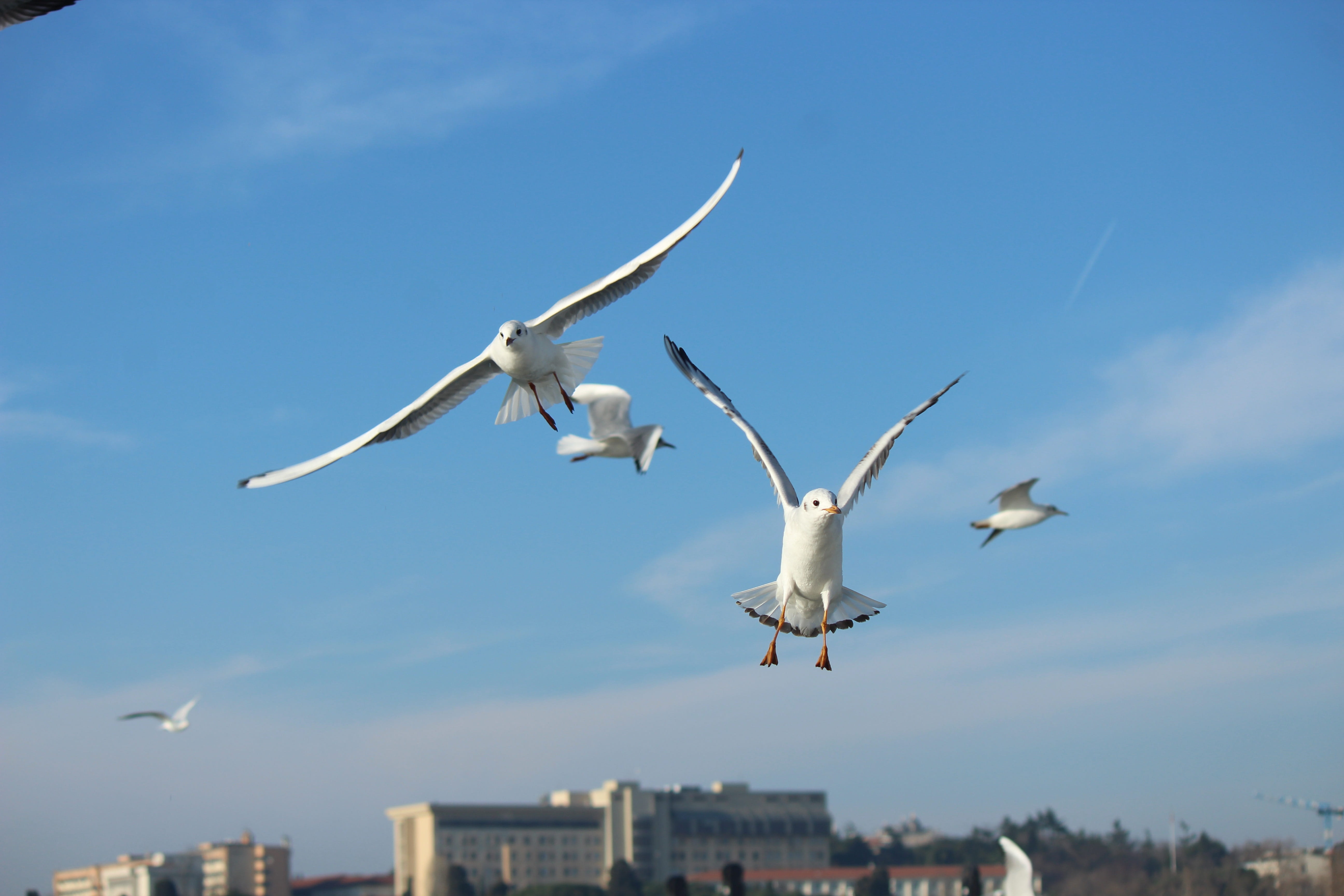 marine, istanbul, wings, city, nature, building exterior, bird, jewish, dom, water, animal, sky, flying, day, seagull, motion, beach, gulls, spring, sports, HD Wallpaper