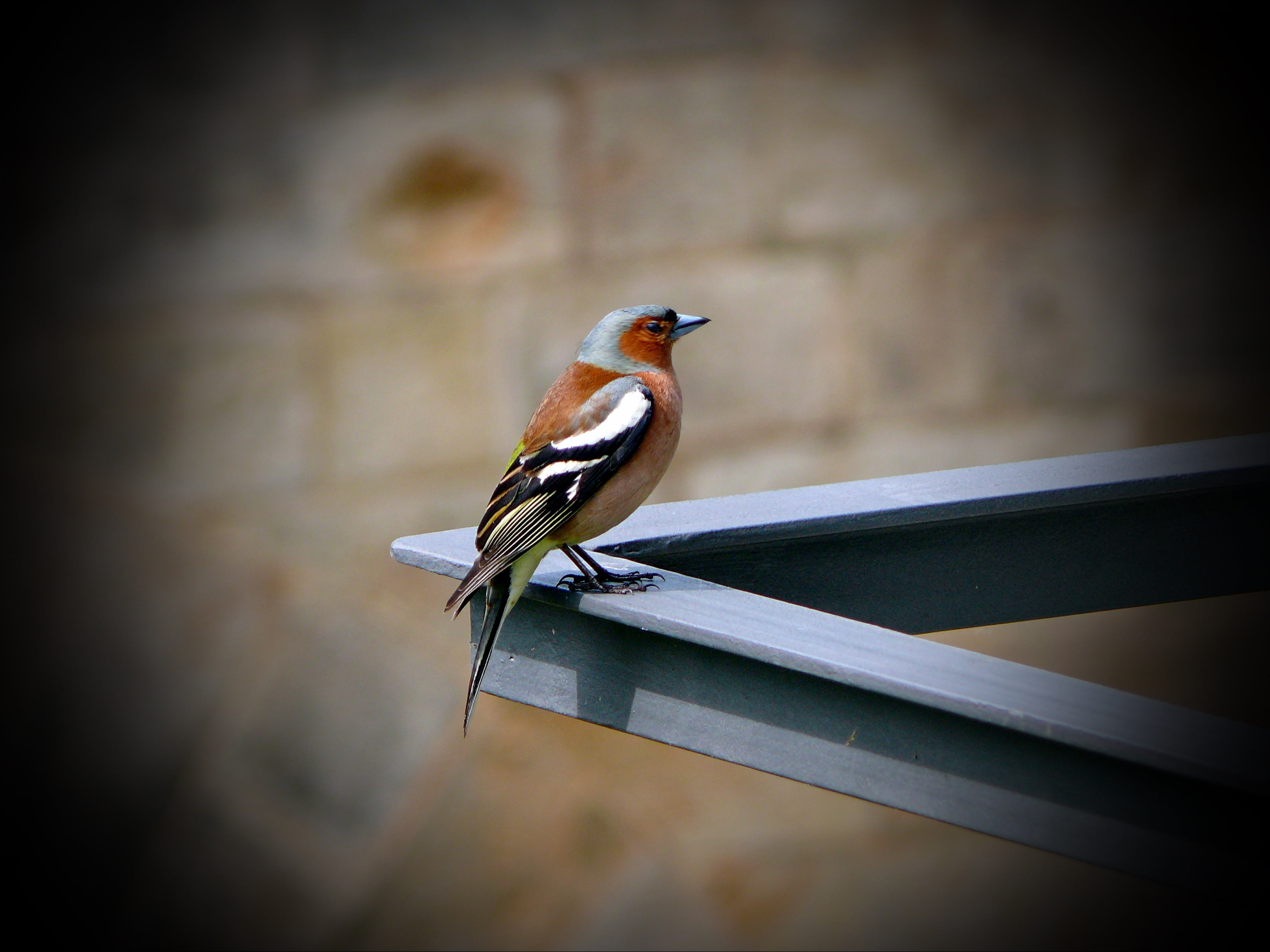no people, wood - material, selective focus, vogel, animal, close-up, side view, focus on foreground, 2K, day, animals in the wild, architecture, colorful, HD Wallpaper