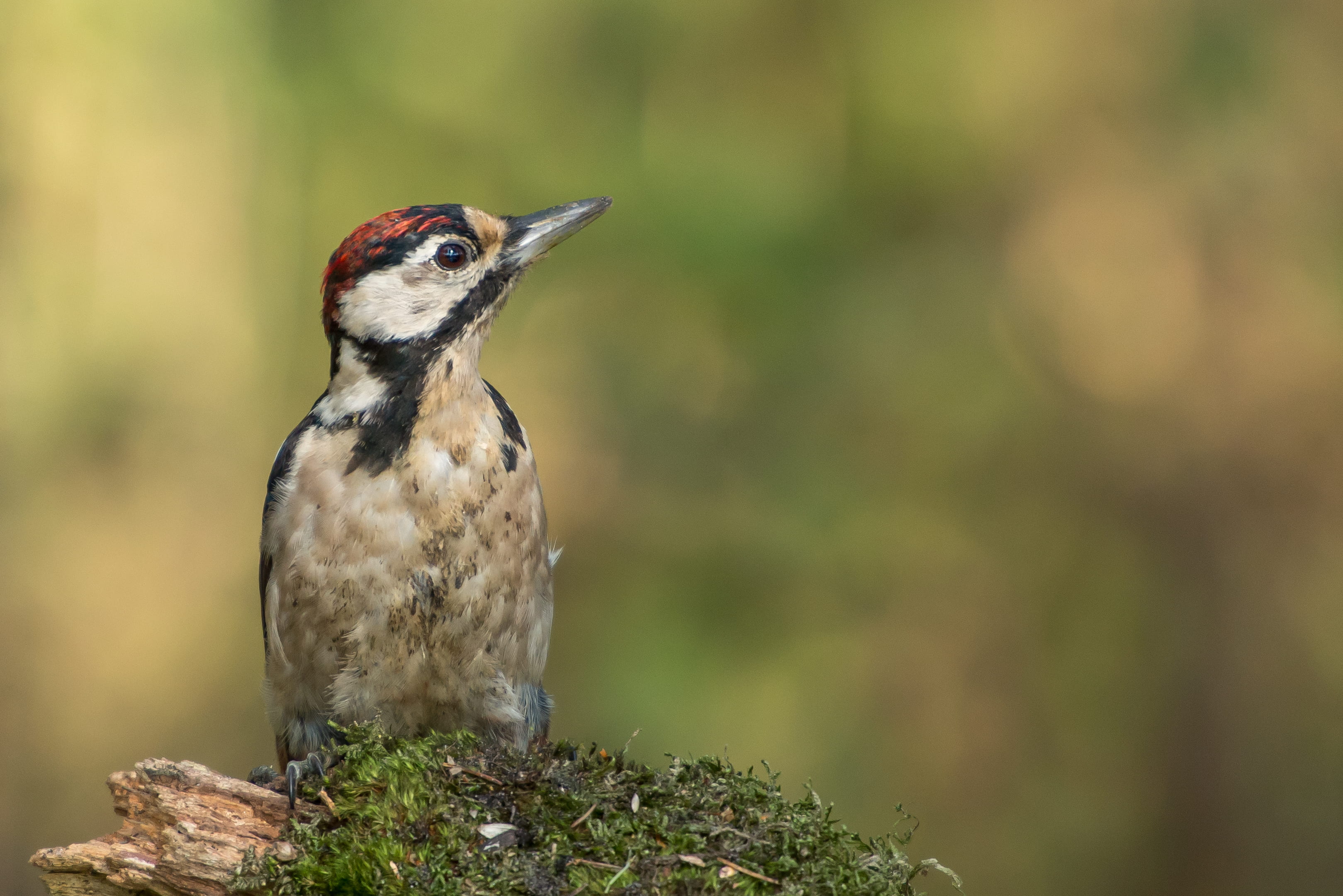 bird, focus, vertebrate, green, the netherland, woodpecker, animals in the wild, gray, forest, wild, animal, photography, vogel, animal themes, plant, birth, HD Wallpaper