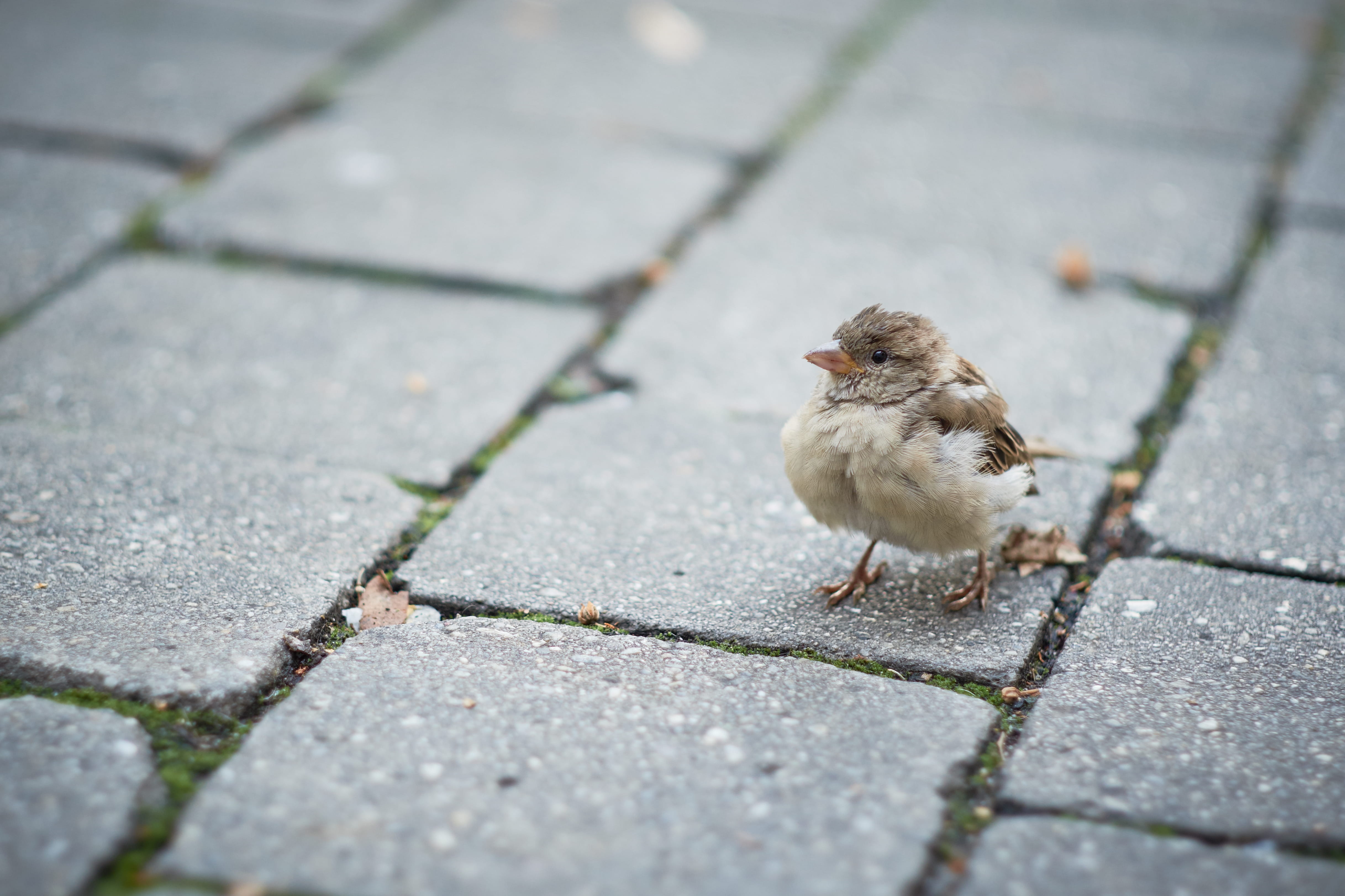 paving stone, moody, cute, vertebrate, kunsthauscafe, stone, 4K, bird, animal, mood, sparrow, color, nature, sidewalk, street, graz, selective focus, high angle view, HD Wallpaper