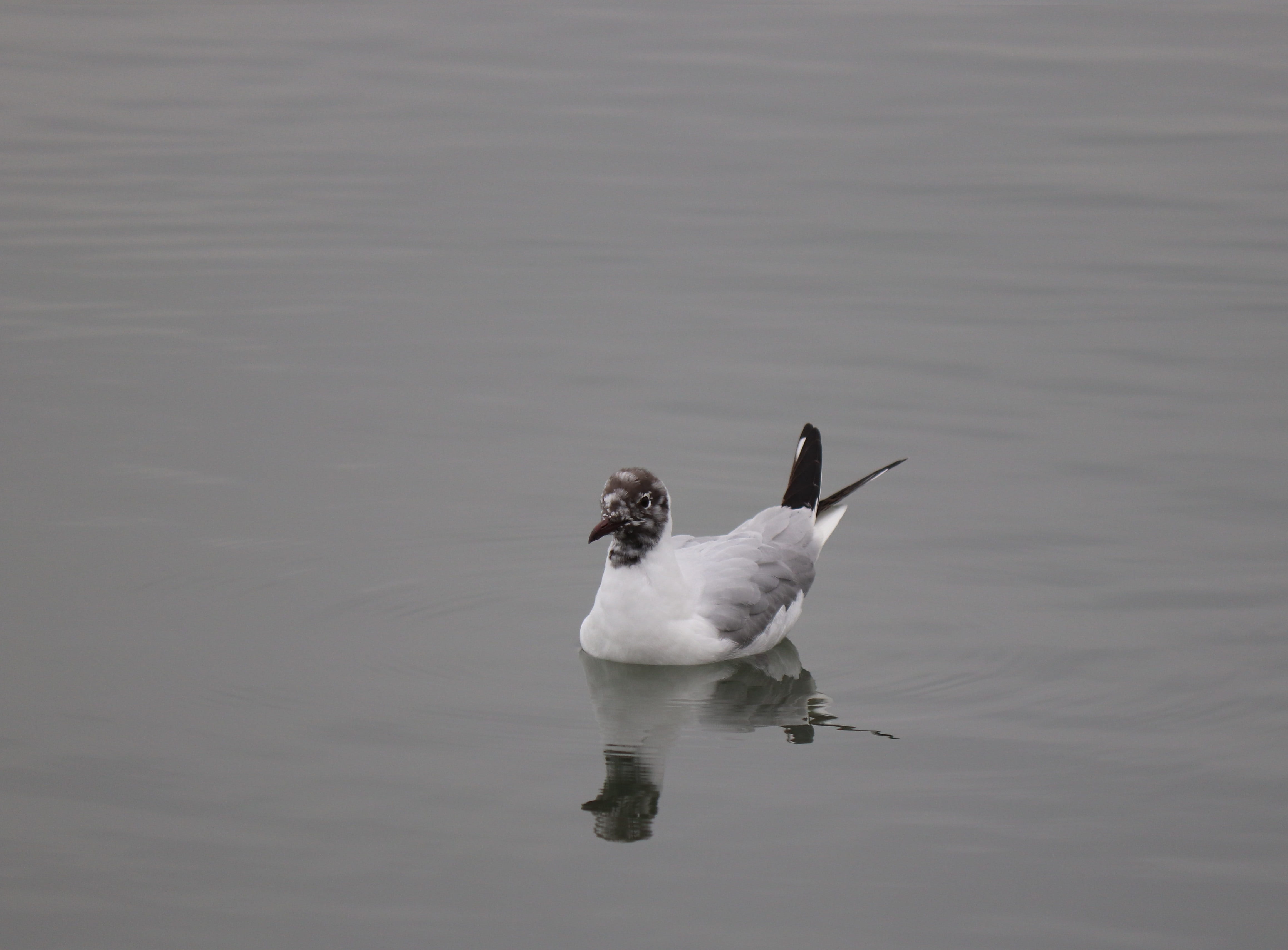 animal wildlife, 4K, wing, reflection, animal themes, rising, see vogel, water bird, wings, flight, marine, swimming, water, animals in the wild, cygnet, HD Wallpaper