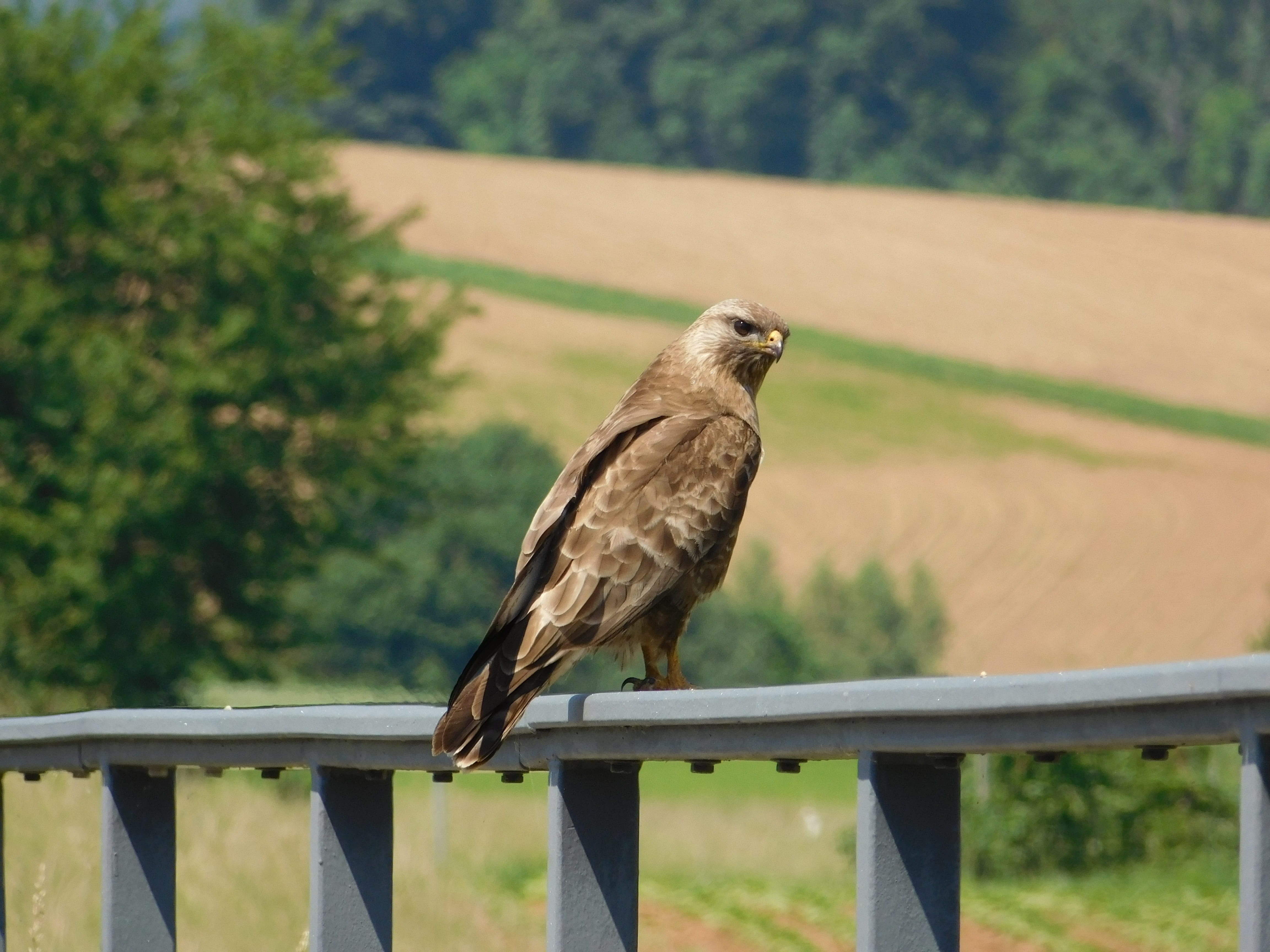 focus on foreground, fence, bird of prey, brown, animal, branch, vertebrate, perching, wood - material, animal wildlife, eagle, wild, one animal, metal, HD Wallpaper