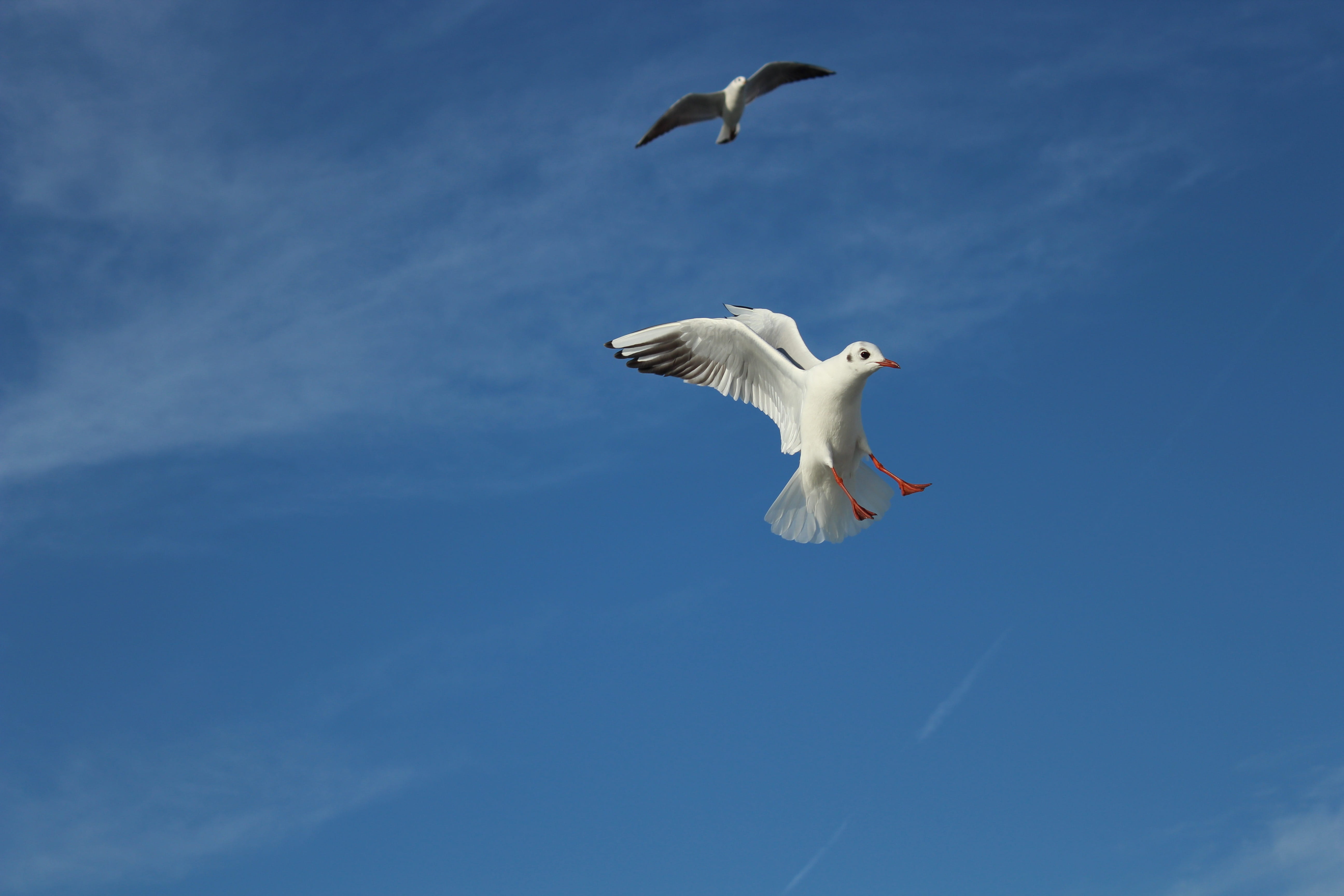 blue, summer, wings, turkey, marine, dom, bird, fly, 5K, animals in the wild, motion, white color, flapping, one animal, animal, no people, birds, day, HD Wallpaper