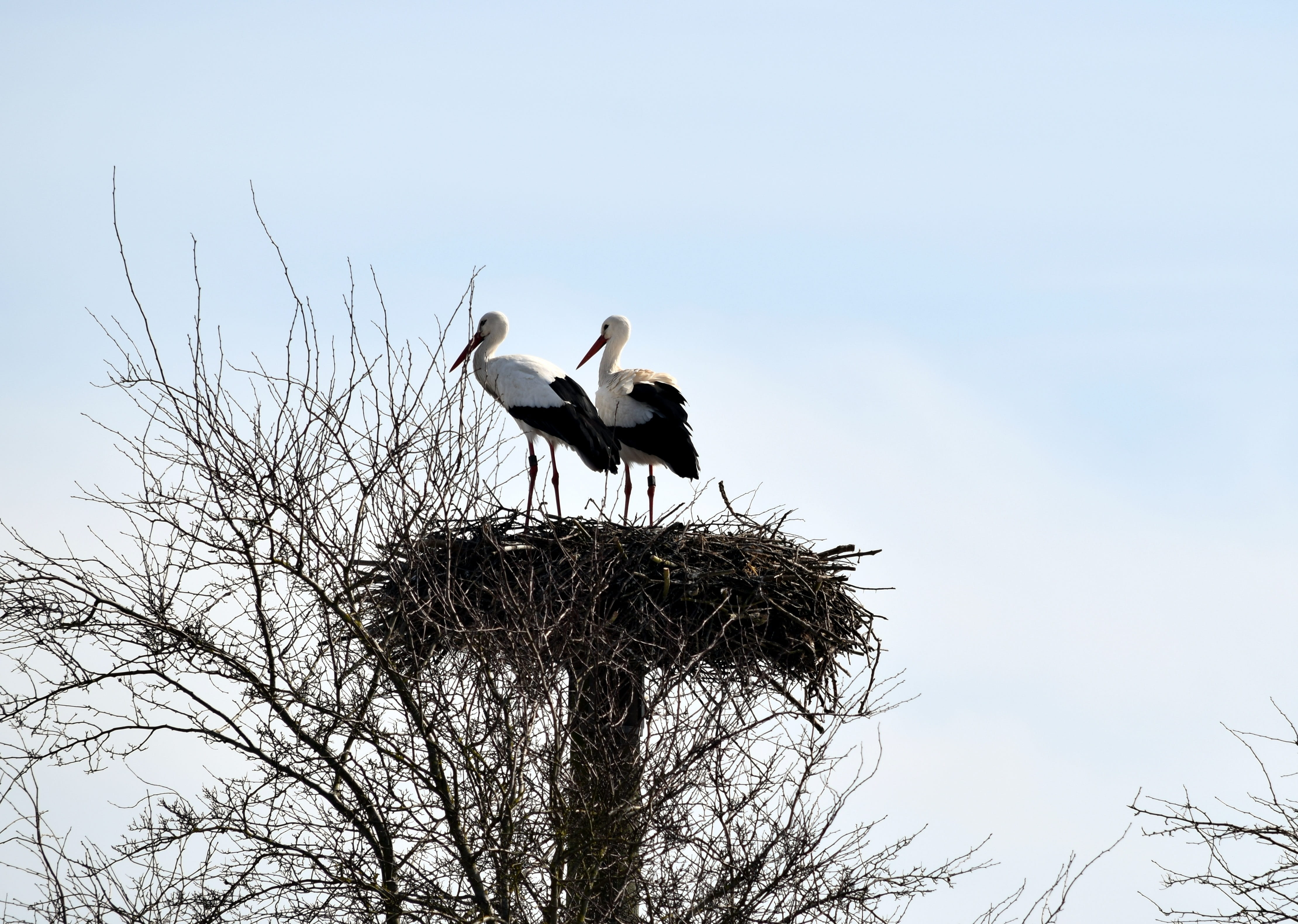 stork, plant, vertebrate, animal wildlife, group of animals, perching, two animals, day, storks, outdoors, low angle view, bird, animals in the wild, 4K, HD Wallpaper