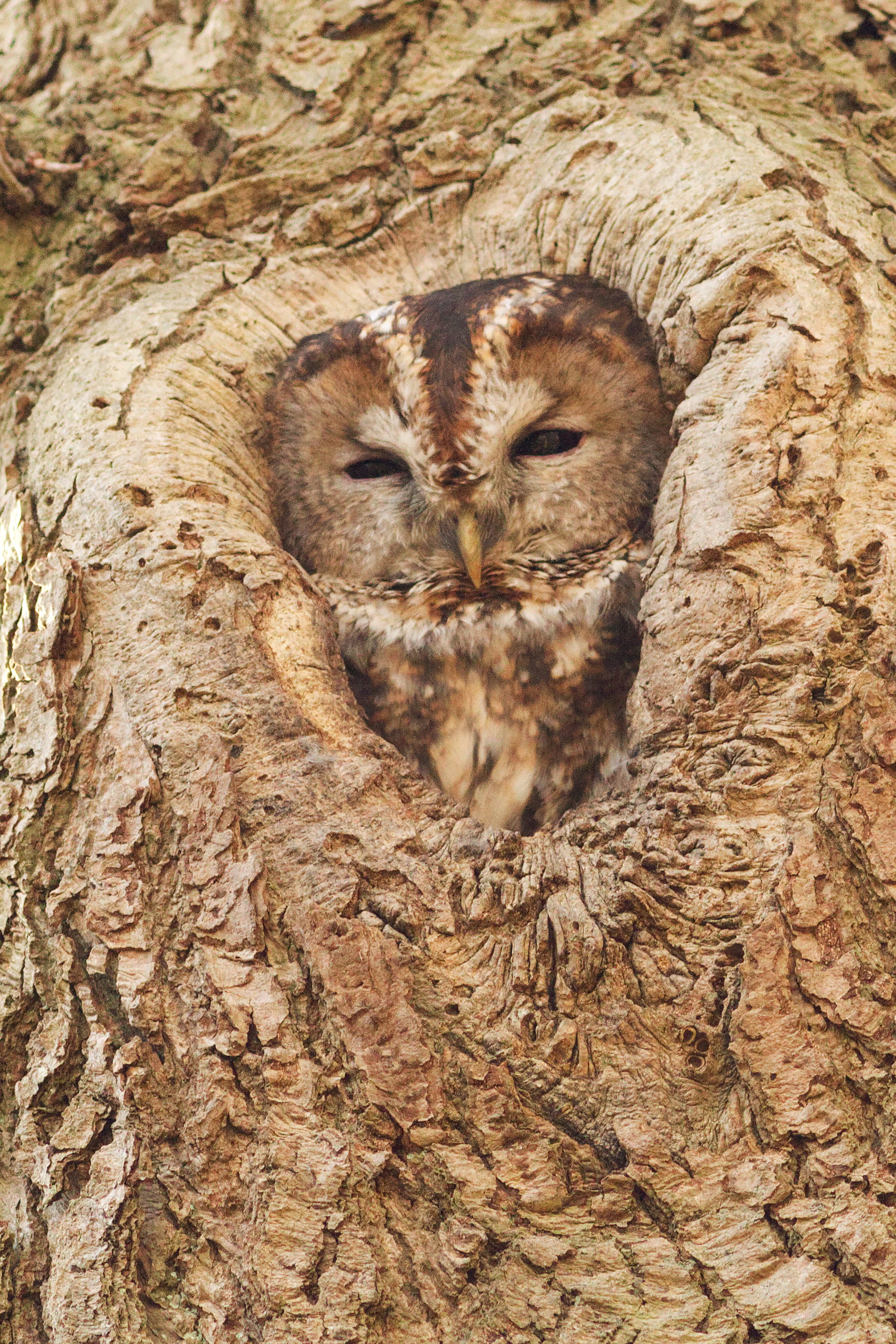 nature, mammal, tawny, photography, close-up, tree trunk, plant, animal themes, one animal, animal head, brown, 2K, textured, animal wildlife, wildlife, Phone HD Wallpaper