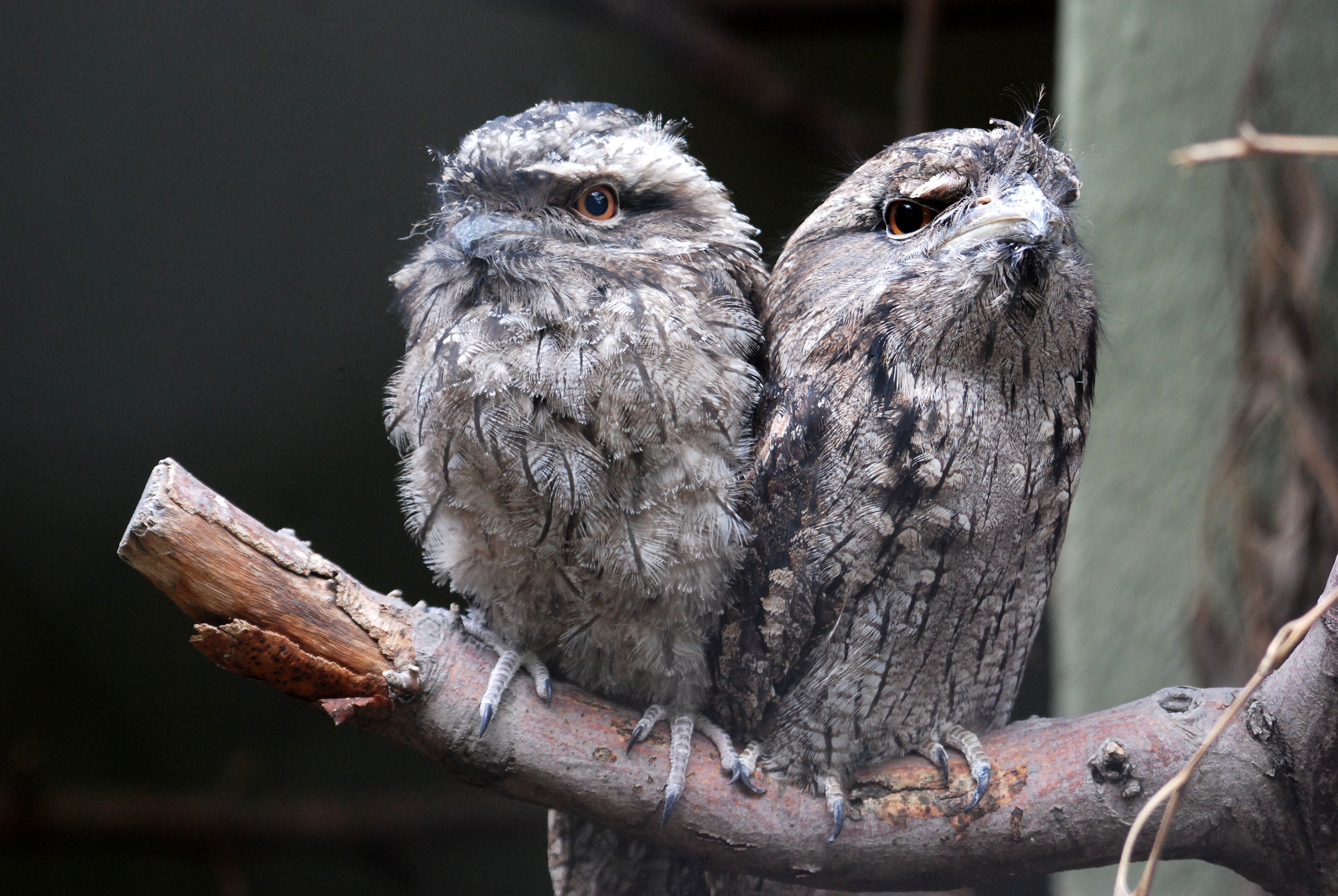 pair, outdoors, frogmouth, animal, close-up, animal themes, bird of prey, owl, owl-like, day, perching, australia, two animals, branch, bird, animals in the wild, HD Wallpaper