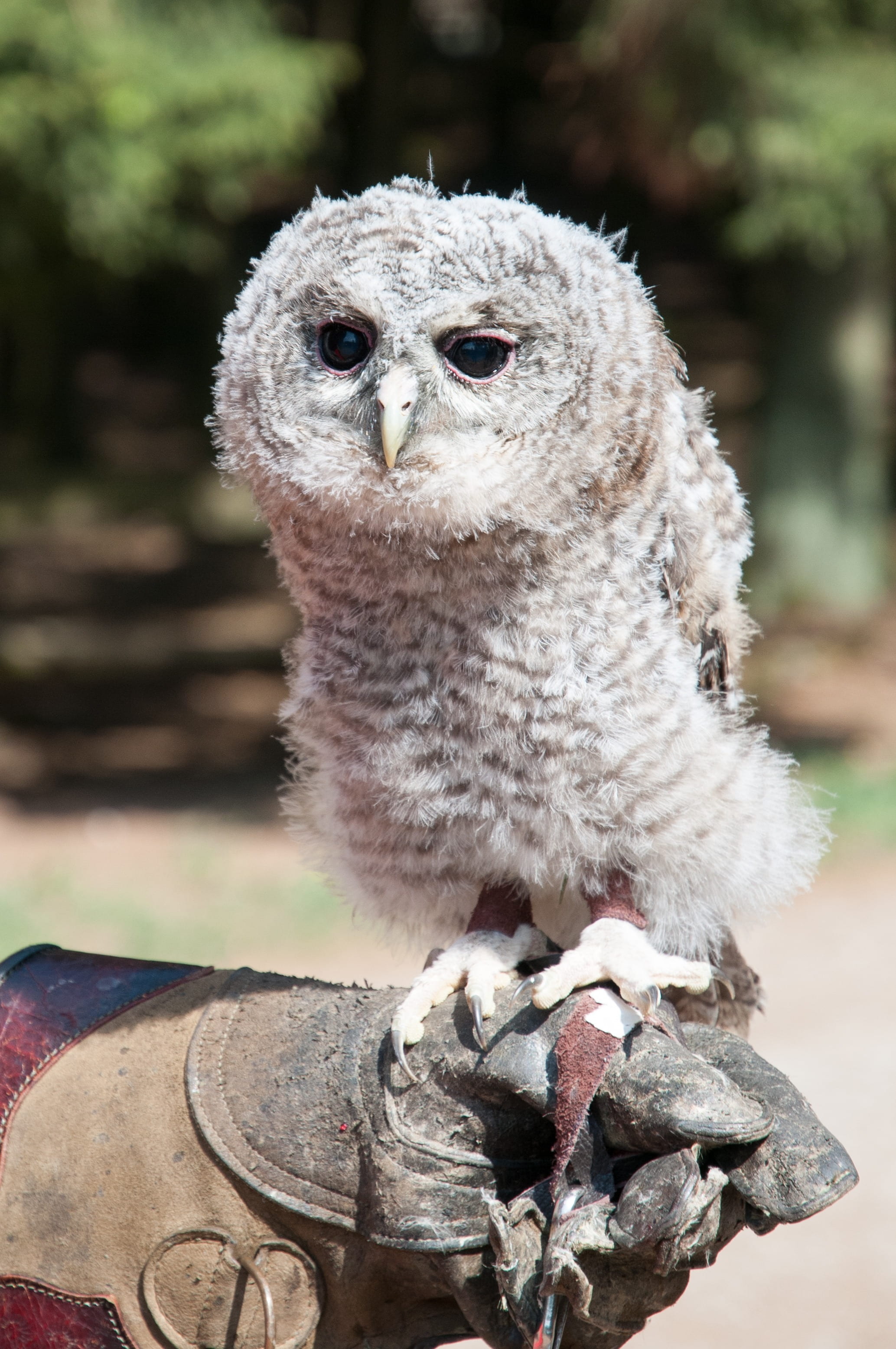 portrait, outdoors, 2K, hellenthal, vertebrate, glove, tawny owl, animals in captivity, breeding, animal eye, one animal, close-up, bird, animal wildlife, Phone HD Wallpaper