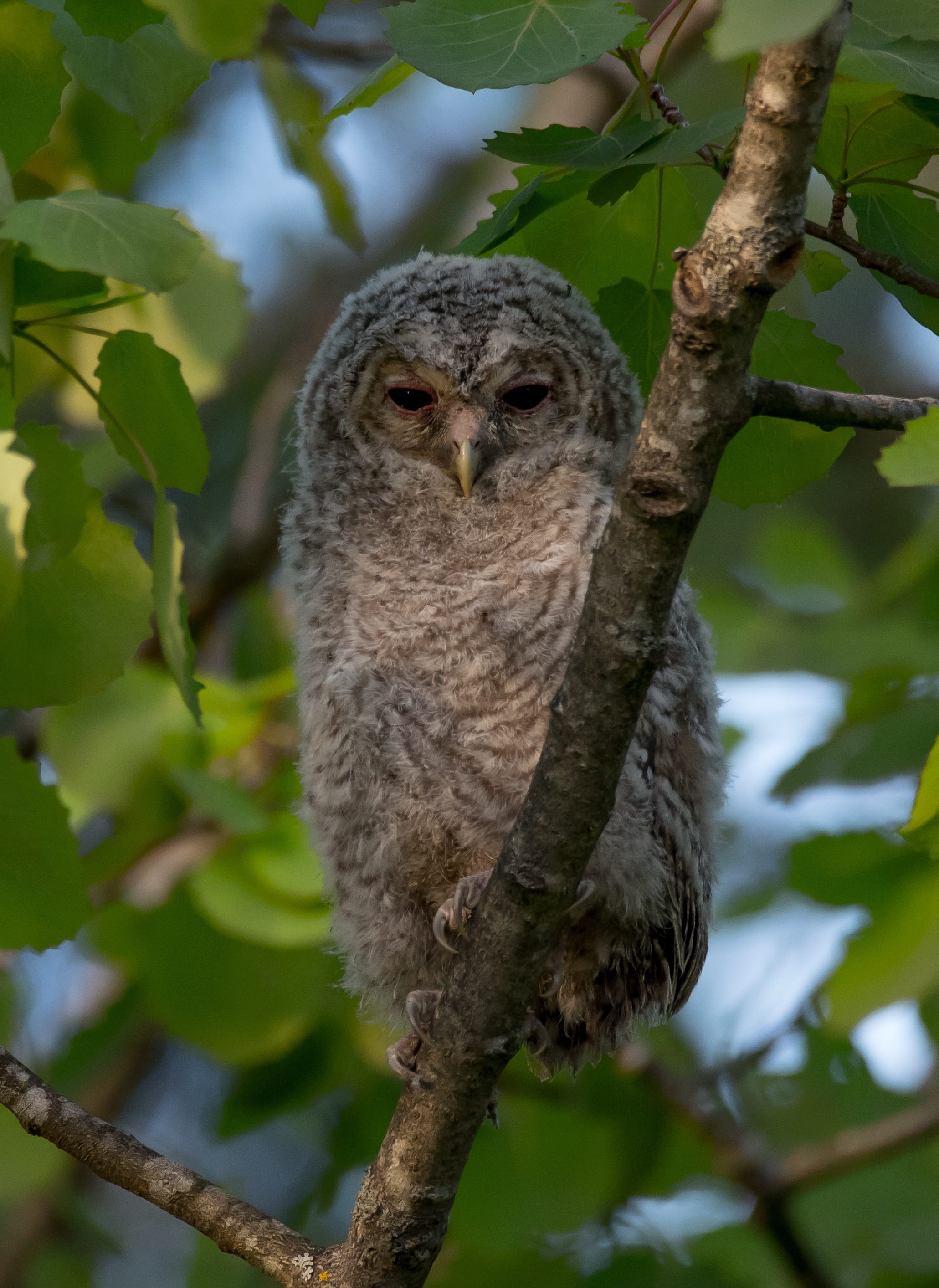 vertebrate, outdoors, leaf, plant, tawny, animal, portrait, perching, 2K, animal themes, animals in the wild, one animal, low angle view, animal wildlife, Phone HD Wallpaper