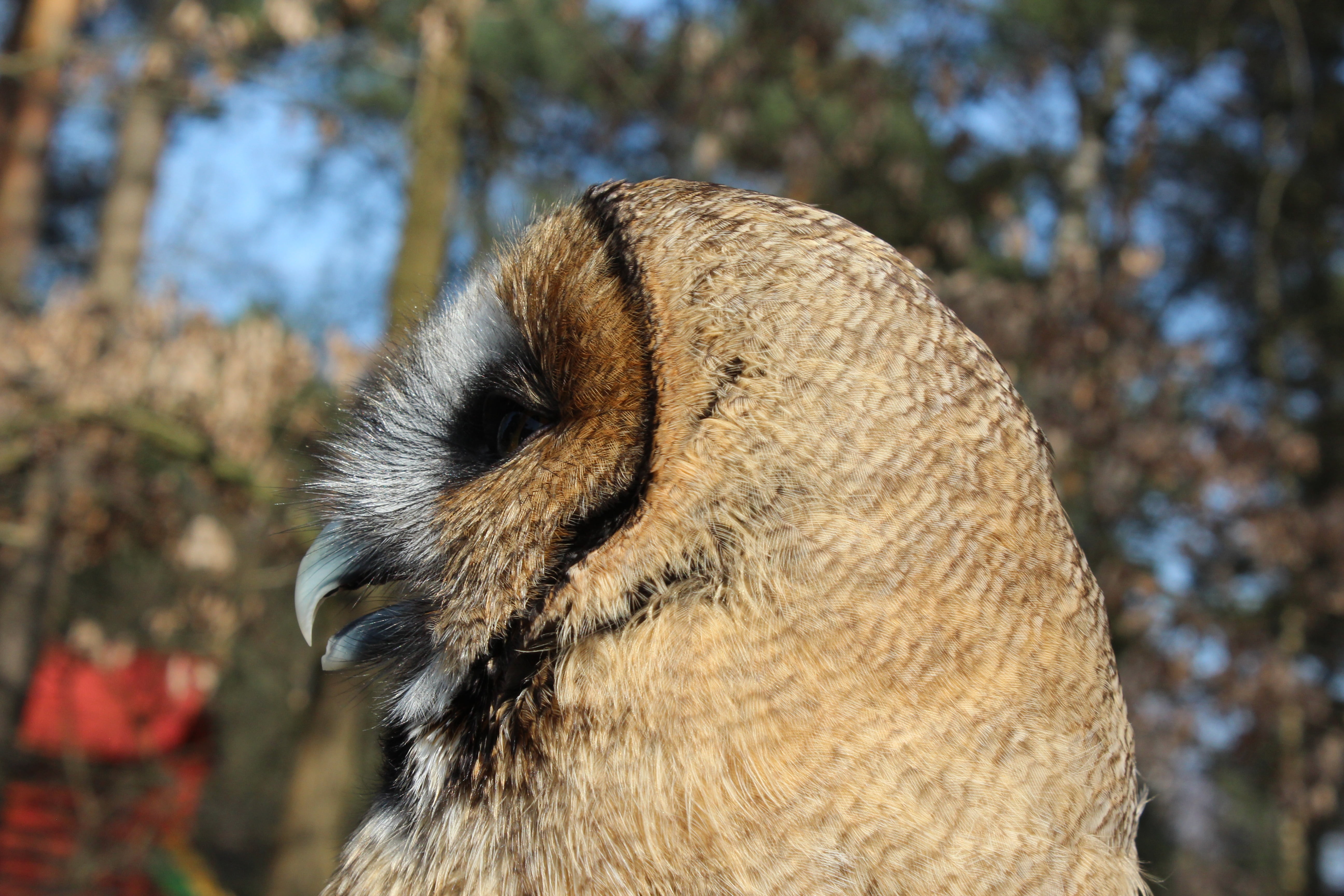 day, domestic, animal, tree, close-up, no people, vertebrate, pets, herbivorous, mammal, domestic animals, nature, owl, 5K, brown, animal themes, outdoors, HD Wallpaper