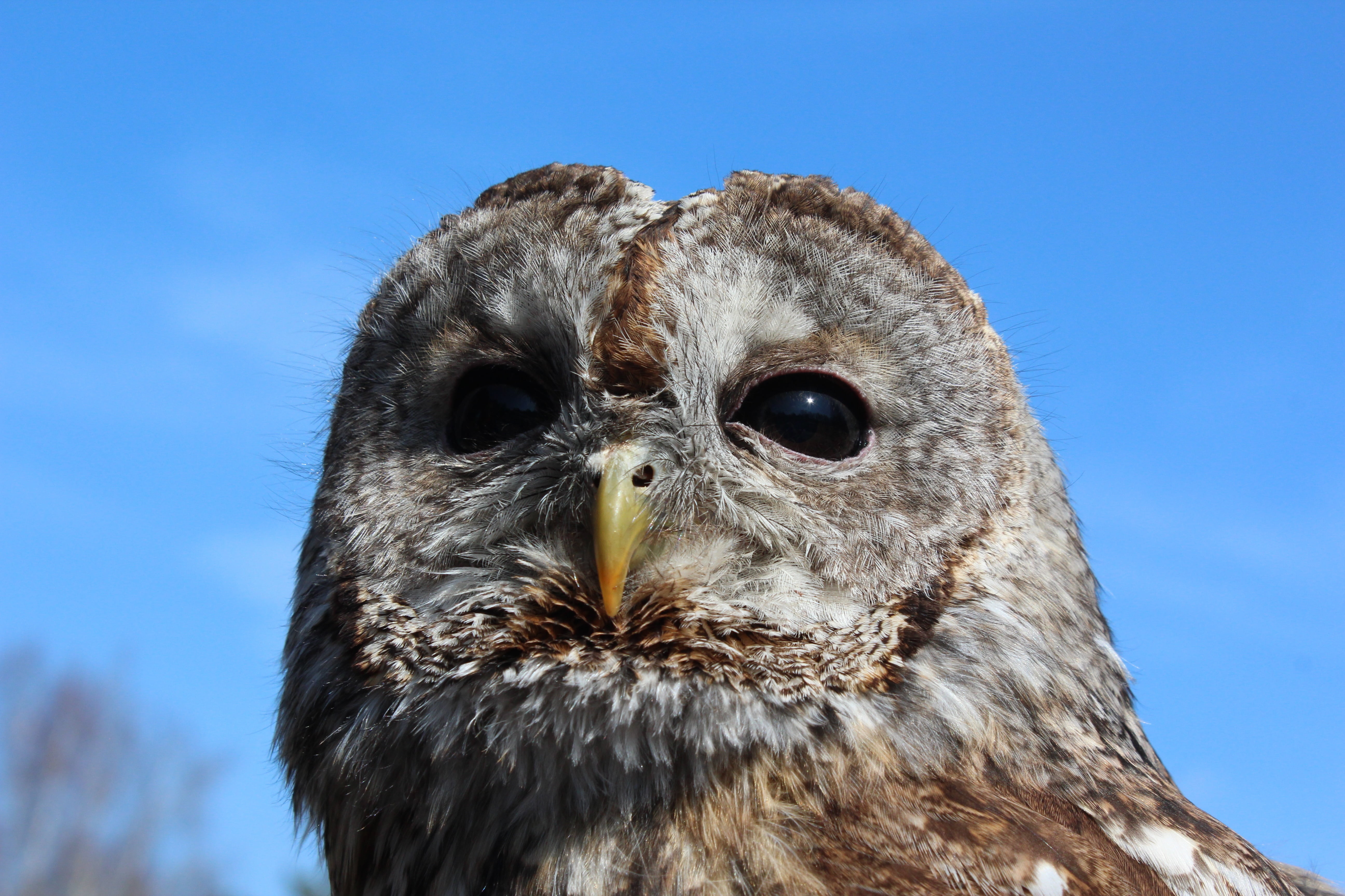 carnivore, close-up, animal body part, blue, falcon - bird, bird, wildlife, owl, animal Eye, 5K, animal head, animal themes, animal, no people, tawny owl, HD Wallpaper