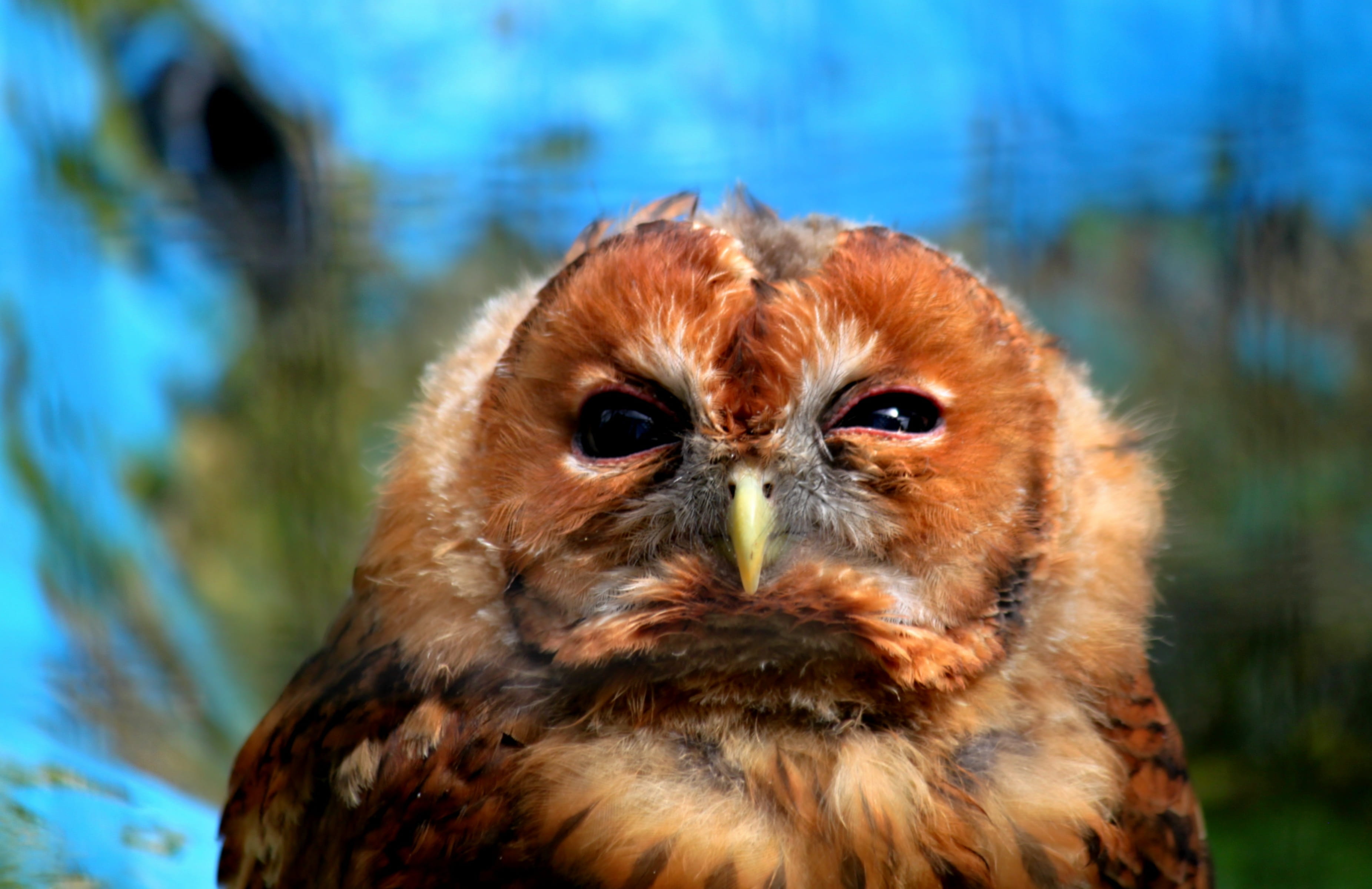 beak, looking at camera, 2K, one animal, cute, animal eye, eagle, no people, owl, animal world, day, gray, close-up, head, tired, bill, animals in the wild, HD Wallpaper