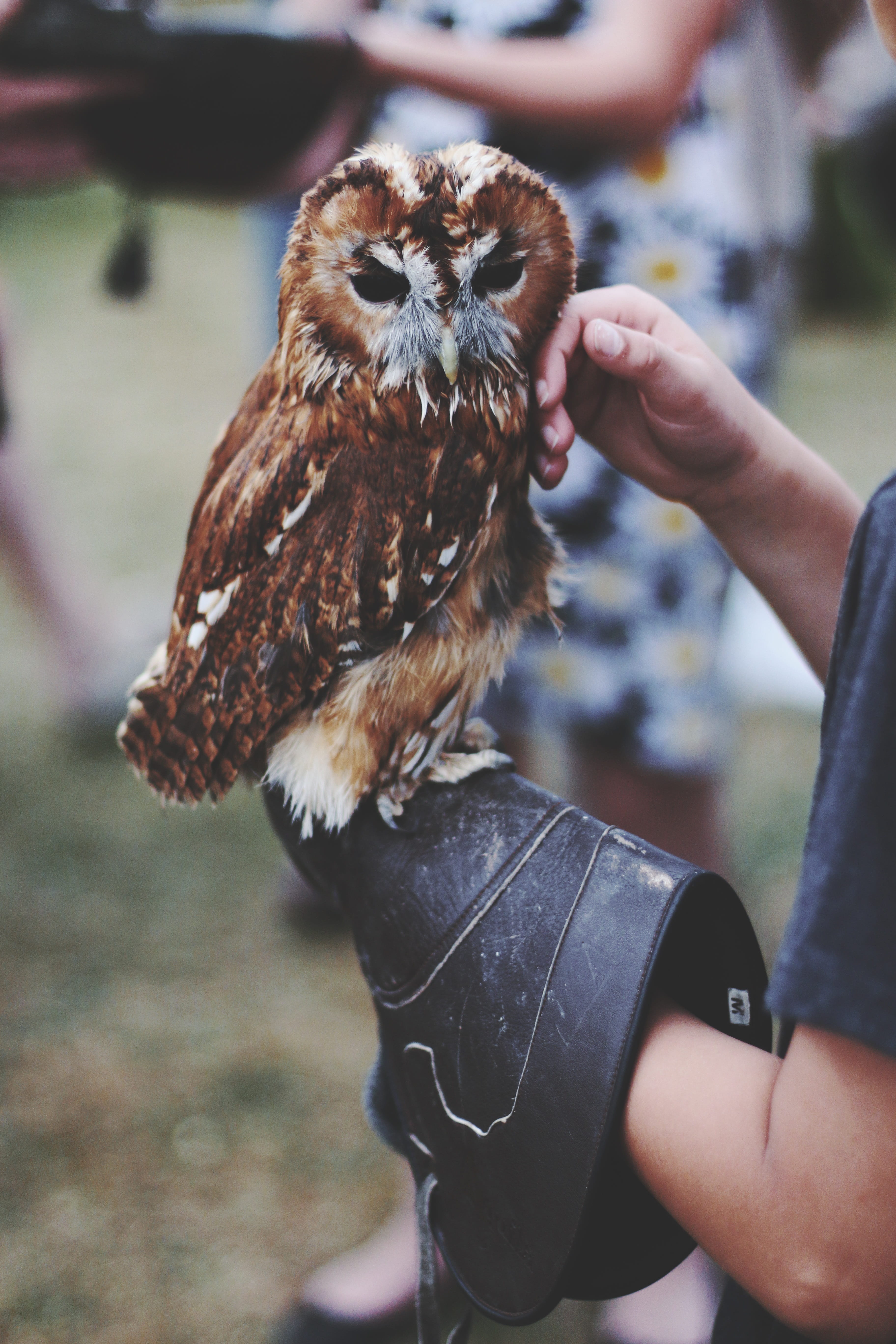 feathers, body part, hunting, animals in the wild, 5K, nature, finger, raptor, brown, falconry, one person, wildlife, adorable, domestic, animal, hand, Phone HD Wallpaper