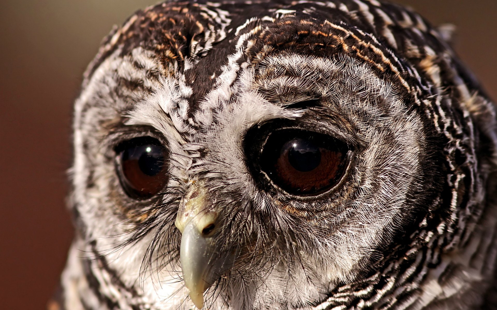 eyes, bird, owl, 1080P, tawny, sad, sovushka, HD Wallpaper