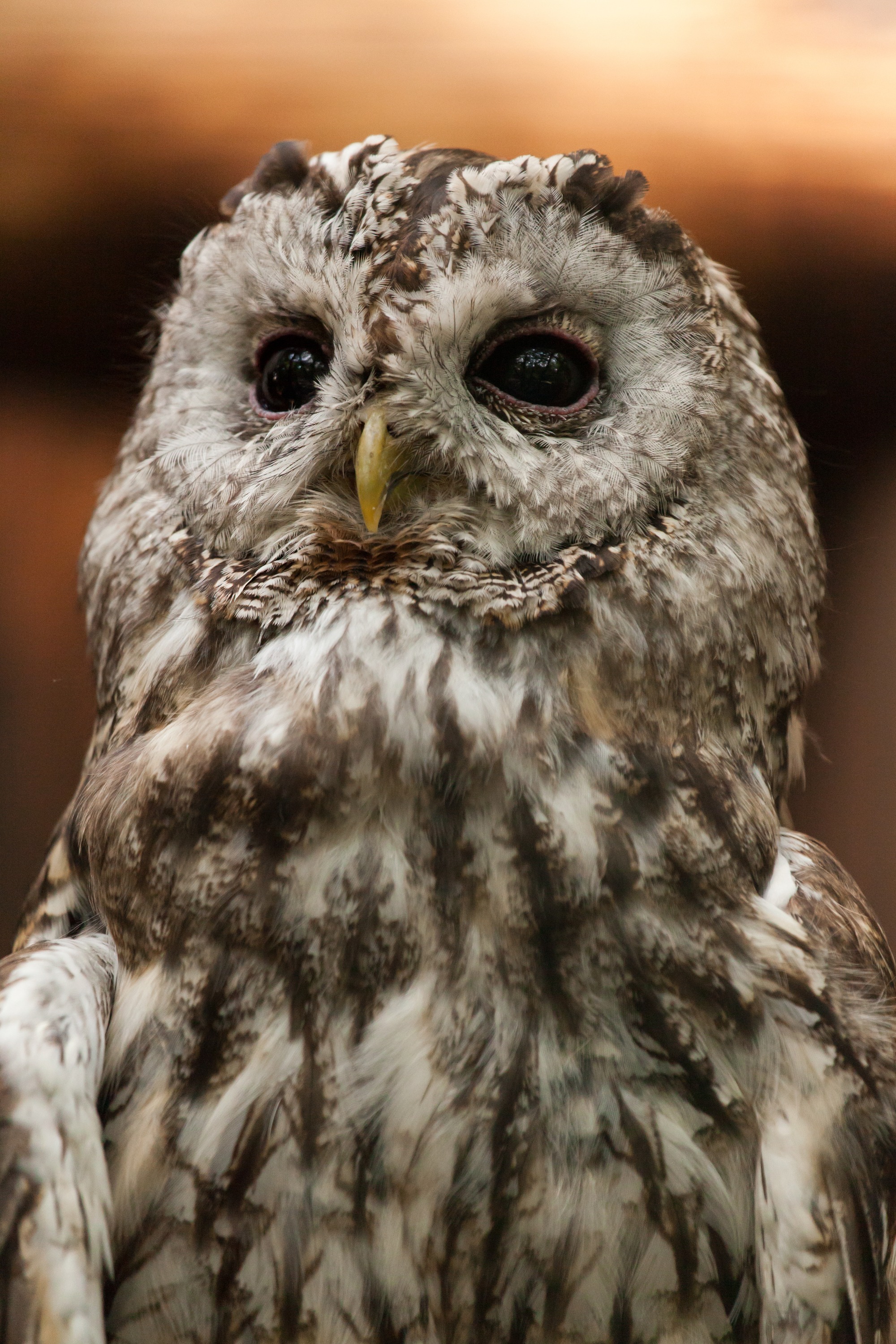 prey, animal, eyes, owl, nature, strix aluco, animal wildlife, animal body part, animal eye, photography, animals in the wild, tawny owl, portrait, eagle, Phone HD Wallpaper