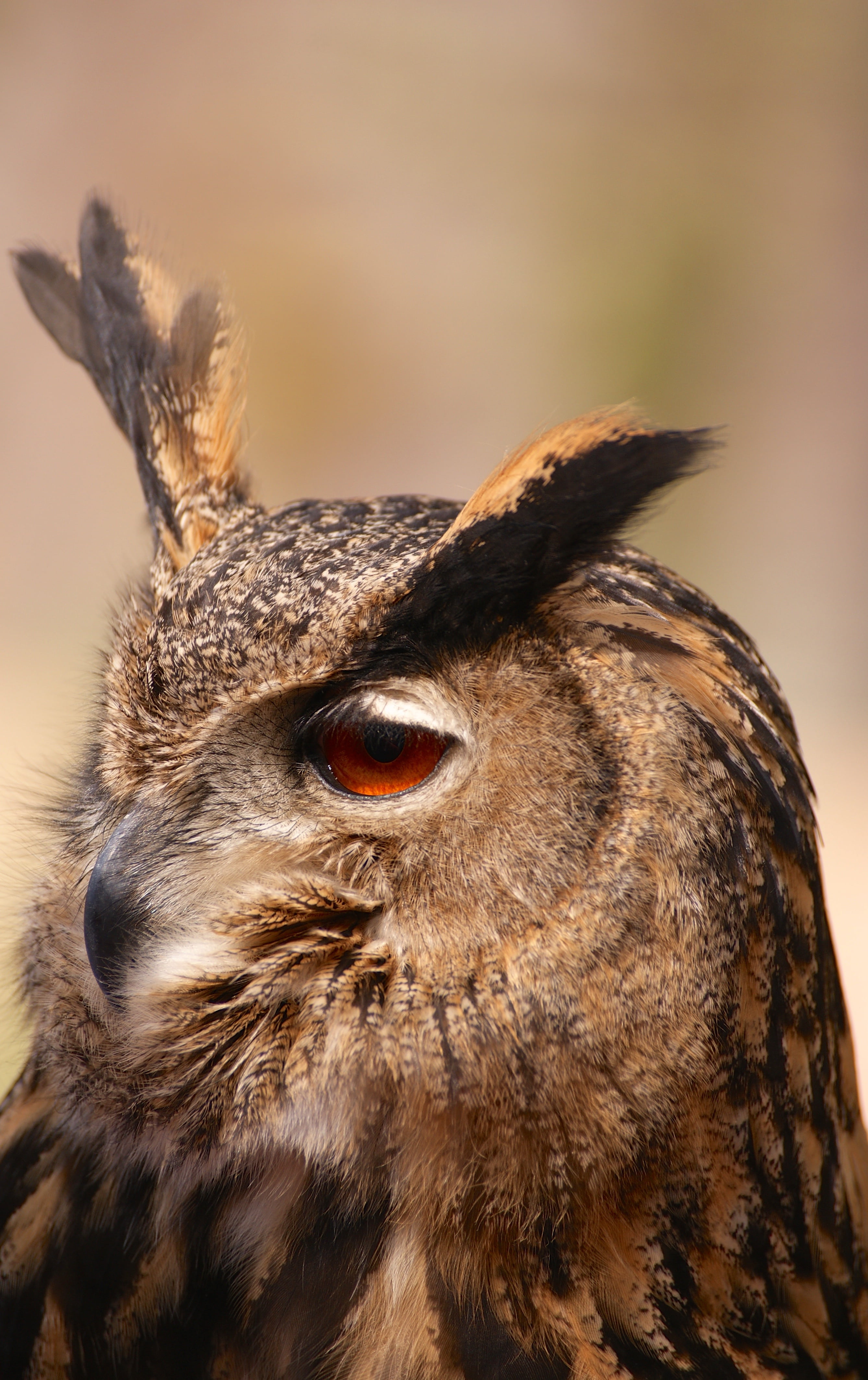 animal, vertebrate, owl, animals in the wild, animal world, close, animal neck, animal body part, animal nose, spring dress, day, 4K, eye, feather, bill, Phone HD Wallpaper