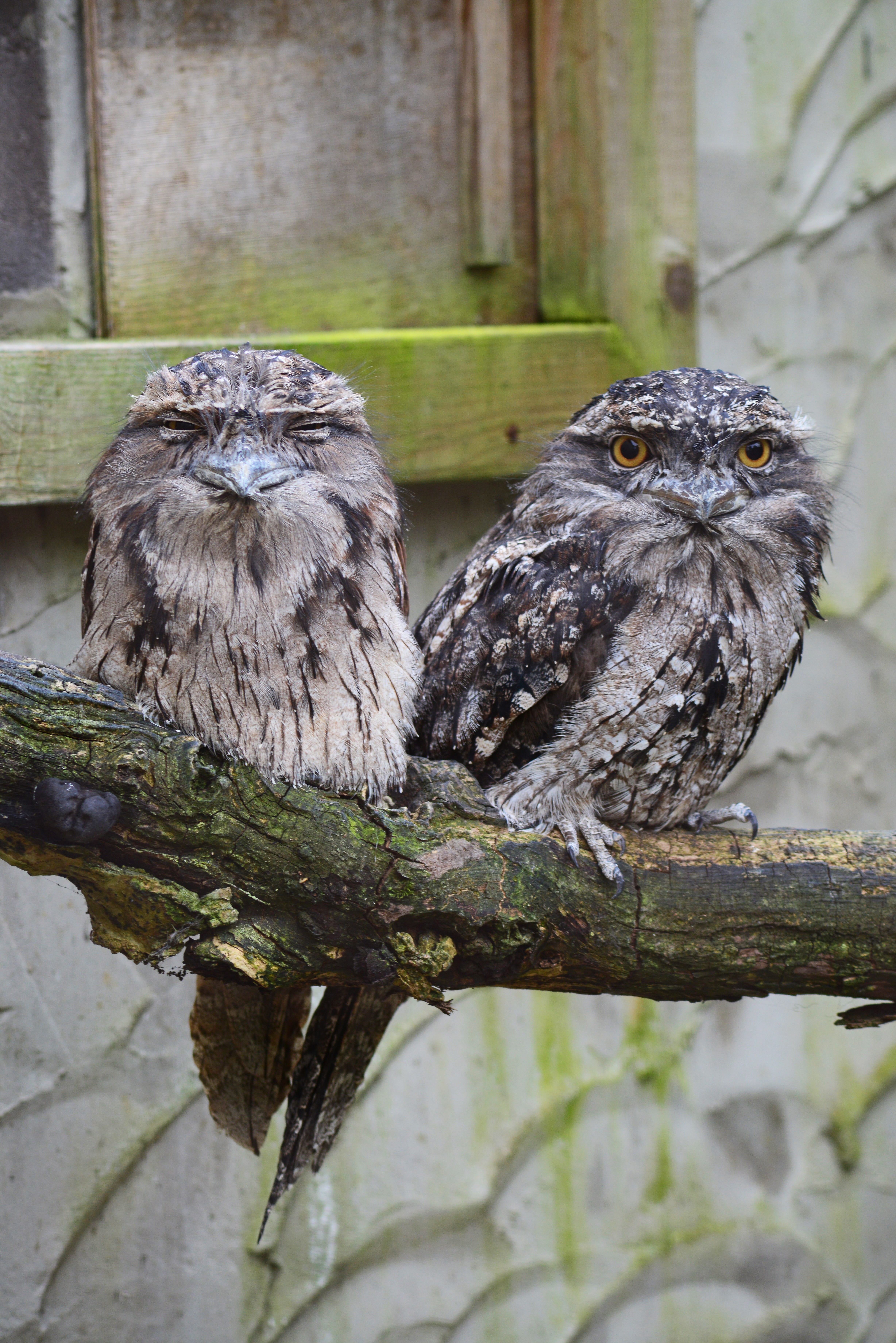 animal family, feathers, grey, branch, perching, bird of prey, 5K, wild, outdoors, group of animals, day, bird, animal, pair, animal themes, two animals, Phone HD Wallpaper