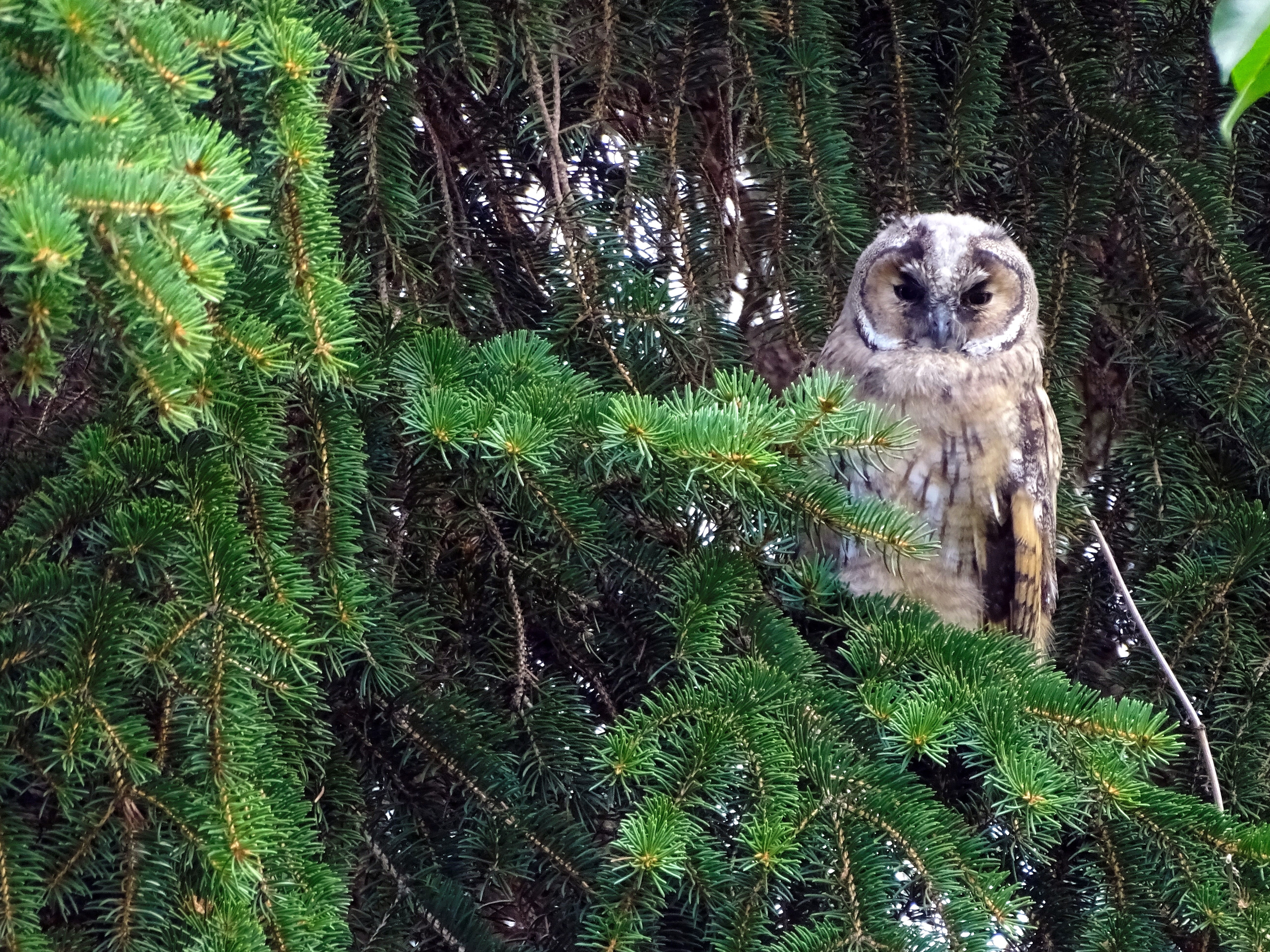 daytime, vertebrate, domestic animals, mammal, brown, bird portrait, day, green color, portrait, looking at camera, nature, animal themes, land, owl, wildlife photography, HD Wallpaper