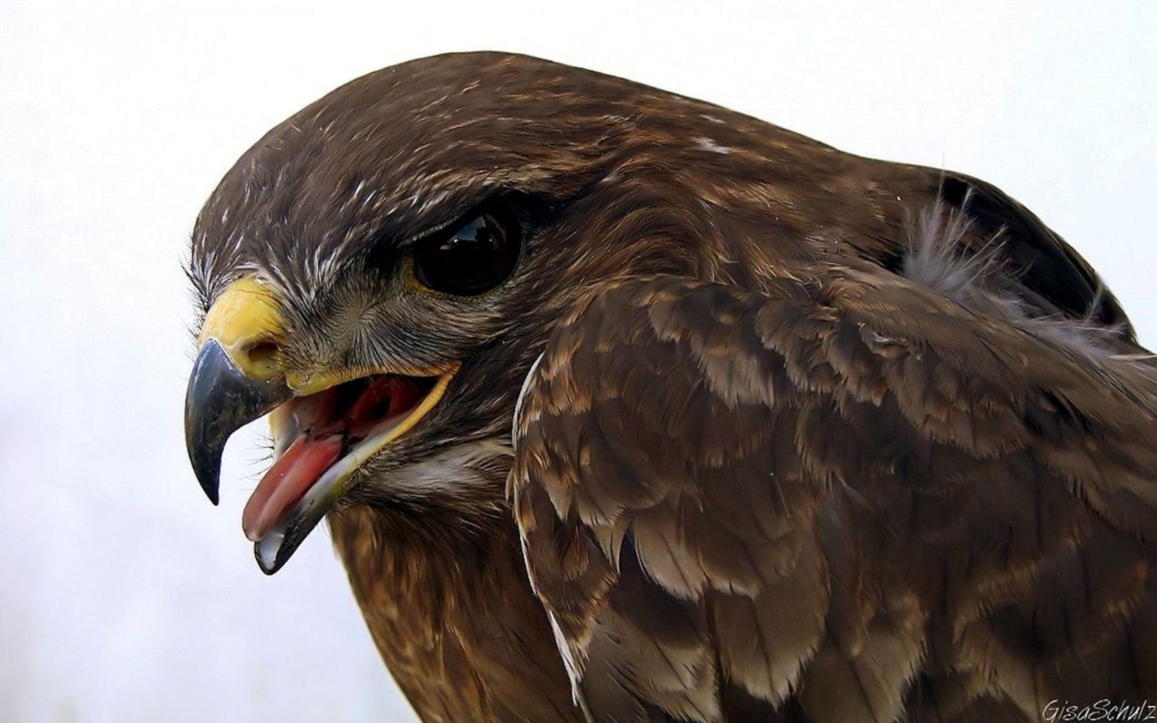 focus on foreground, beak, bird, animals, animal head, one animal, animal body part, animals in the wild, falcon - bird, animal mouth, bird of prey, mouth open, HD Wallpaper