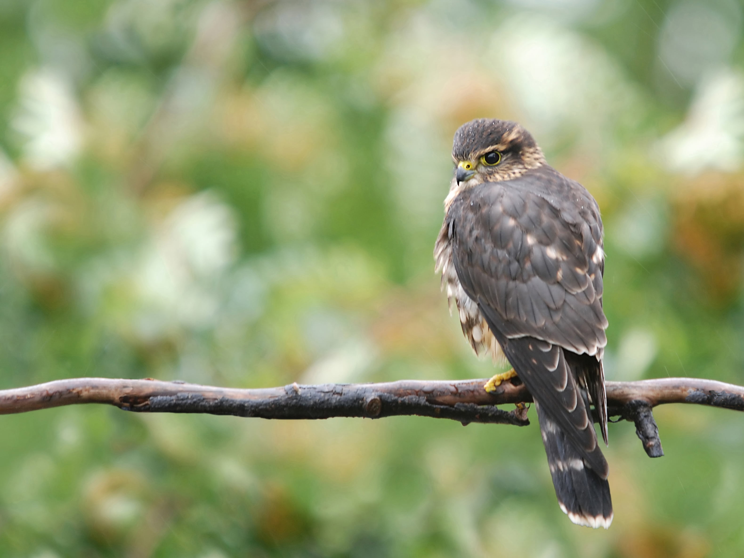 branch, forest, animals In The Wild, animal Wing, looking, one Animal, vertebrate, plant, zoology, outdoors, perching, focus on foreground, no people, beak, HD Wallpaper