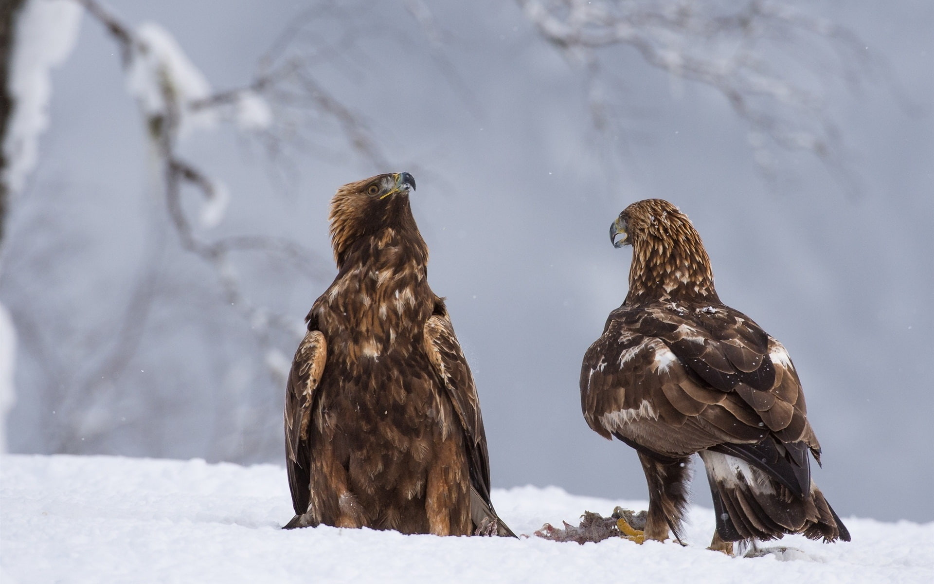 brown, 1080P, falcons, Winter, Two, Raptors, Eagles, Snow, HD Wallpaper
