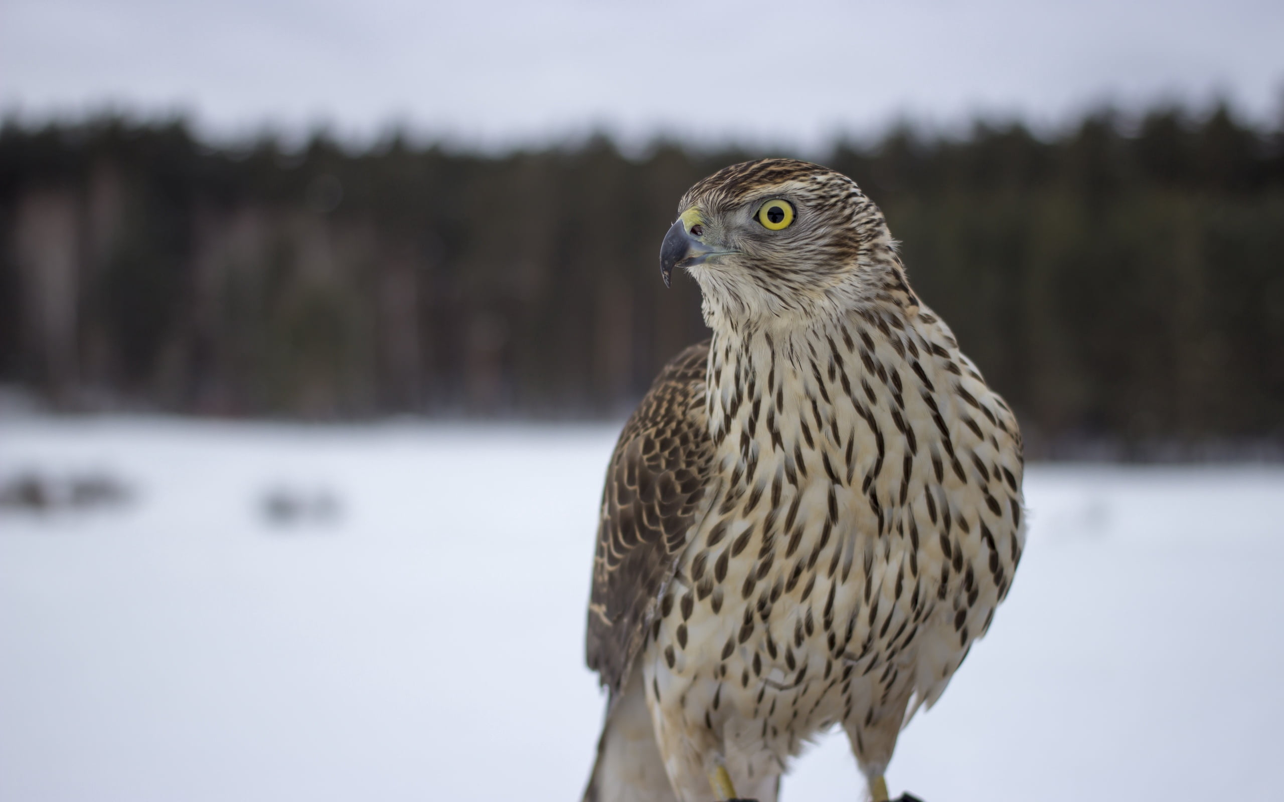 vertebrate, animal themes, tree, owl, feather, eagle, animal wildlife, yellow eyes, snow, outdoors, brown, carnivore, animal, 2K, close-up, animal Eye, HD Wallpaper