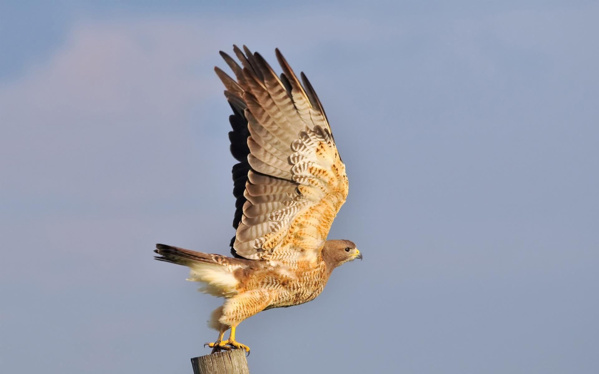 1080P, majestic, falcon, hawk, brown, 1920x1200, bird, animals, HD Wallpaper