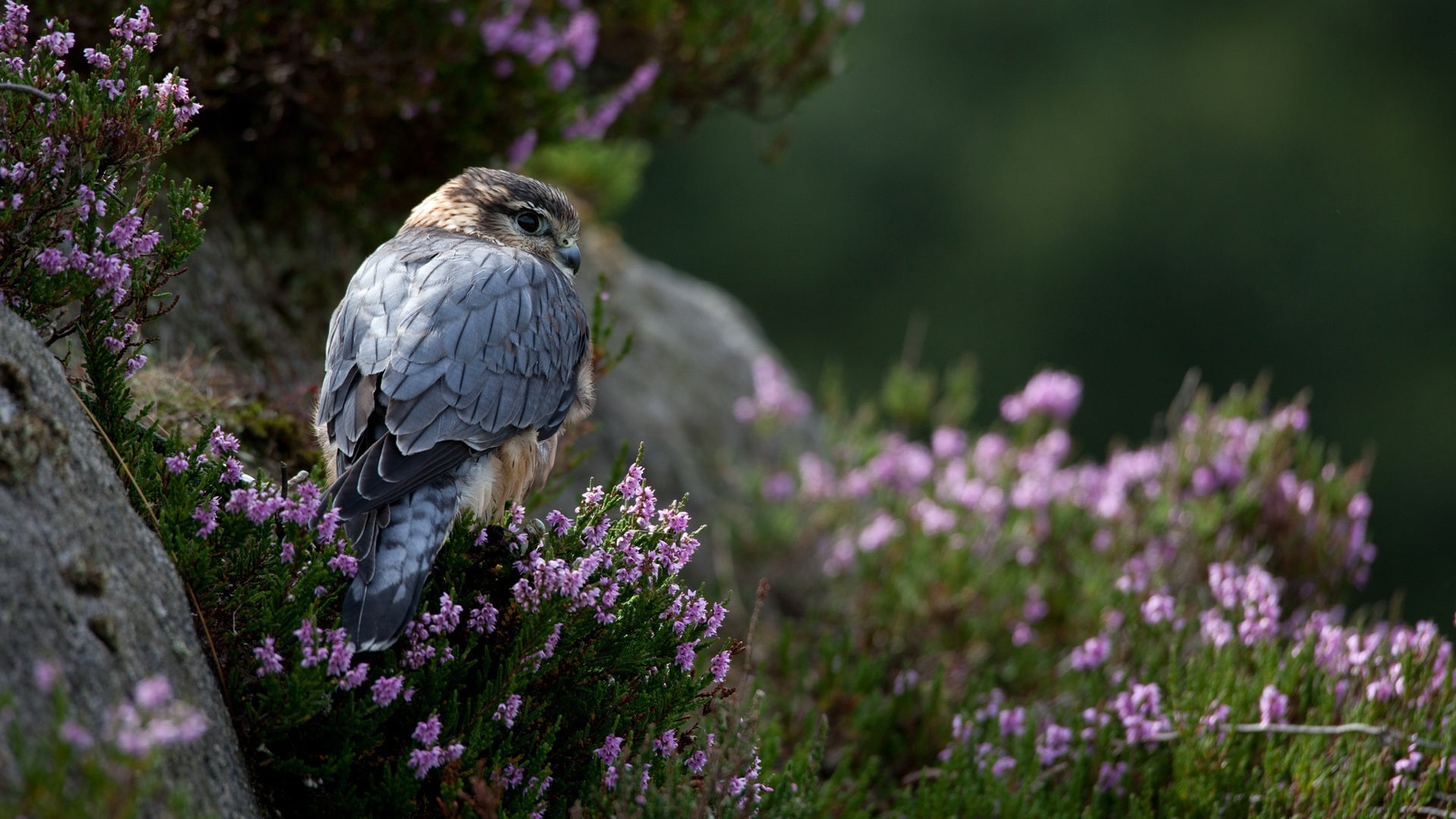 brown, grey, Stones, 1080P, Grass, Flowers, Predator, bird, Falcon, HD Wallpaper