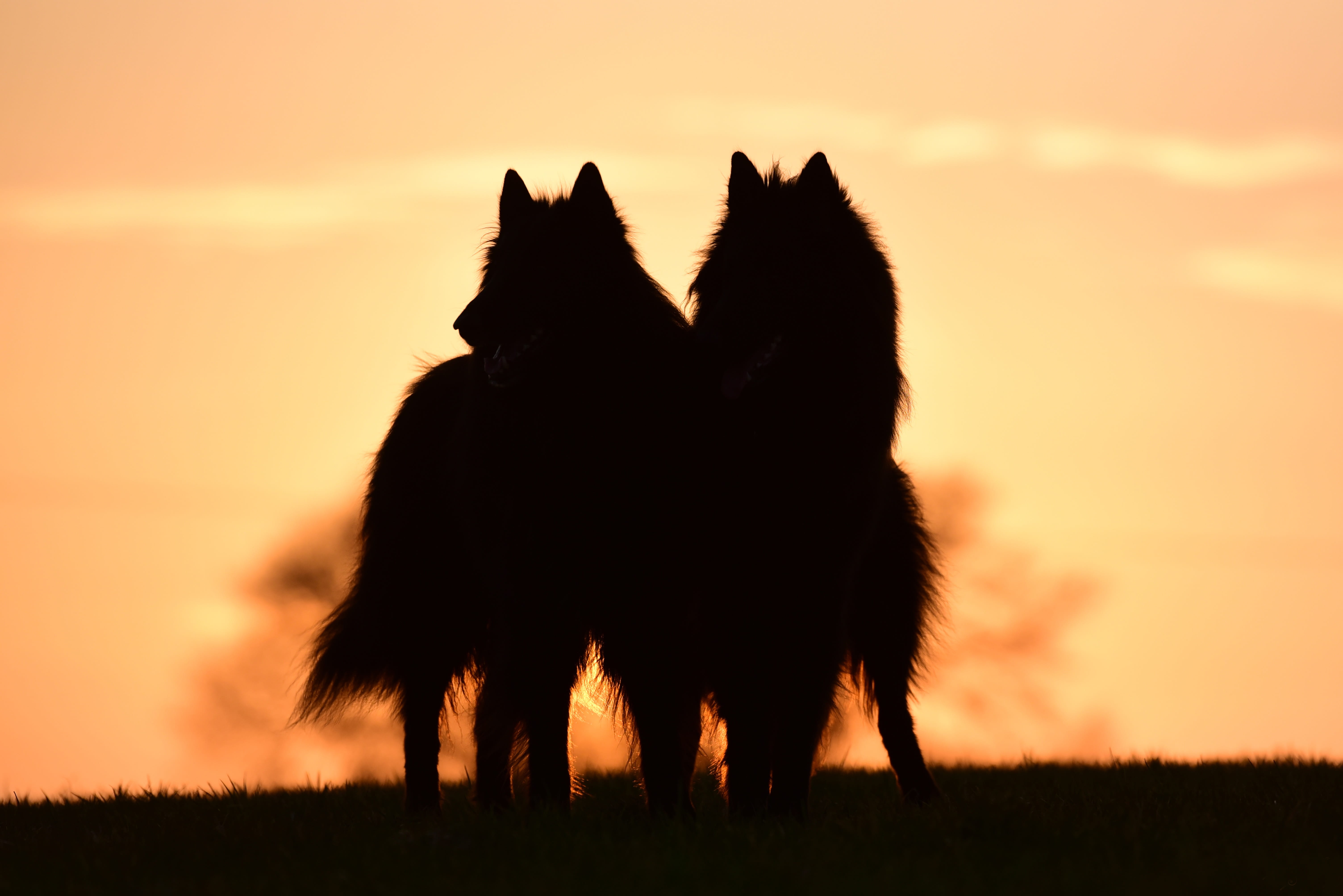 herbivorous, animals in the wild, mood, non-urban scene, animal, lighting, front view, animal wildlife, animal themes, sunset, domestic animals, groenendael, HD Wallpaper