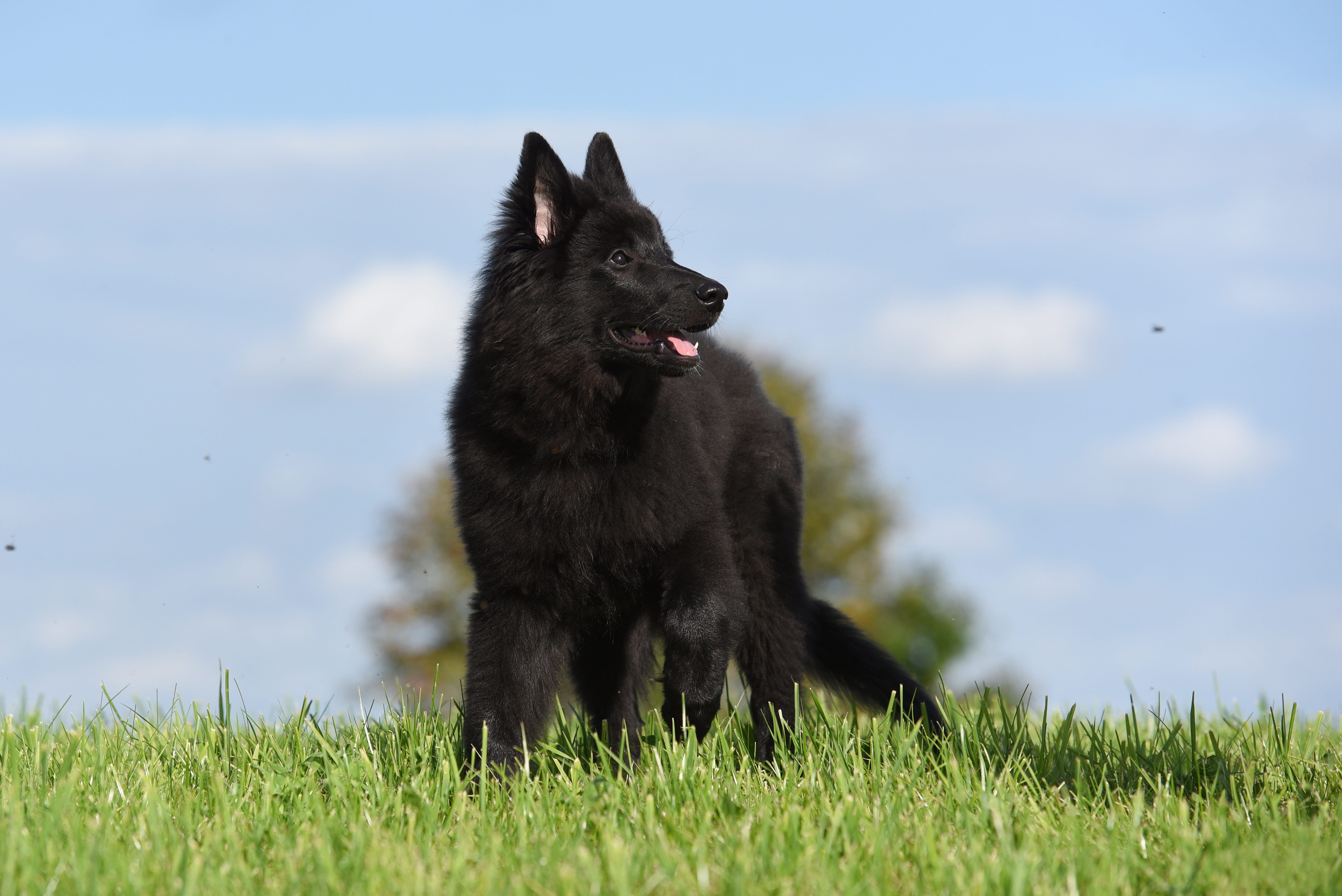 domestic, blue, shepherd, black, sky, wildlife photography, belgian shepherd dog, german, dog puppies, pets, canine, young dog, domestic animals, land, HD Wallpaper
