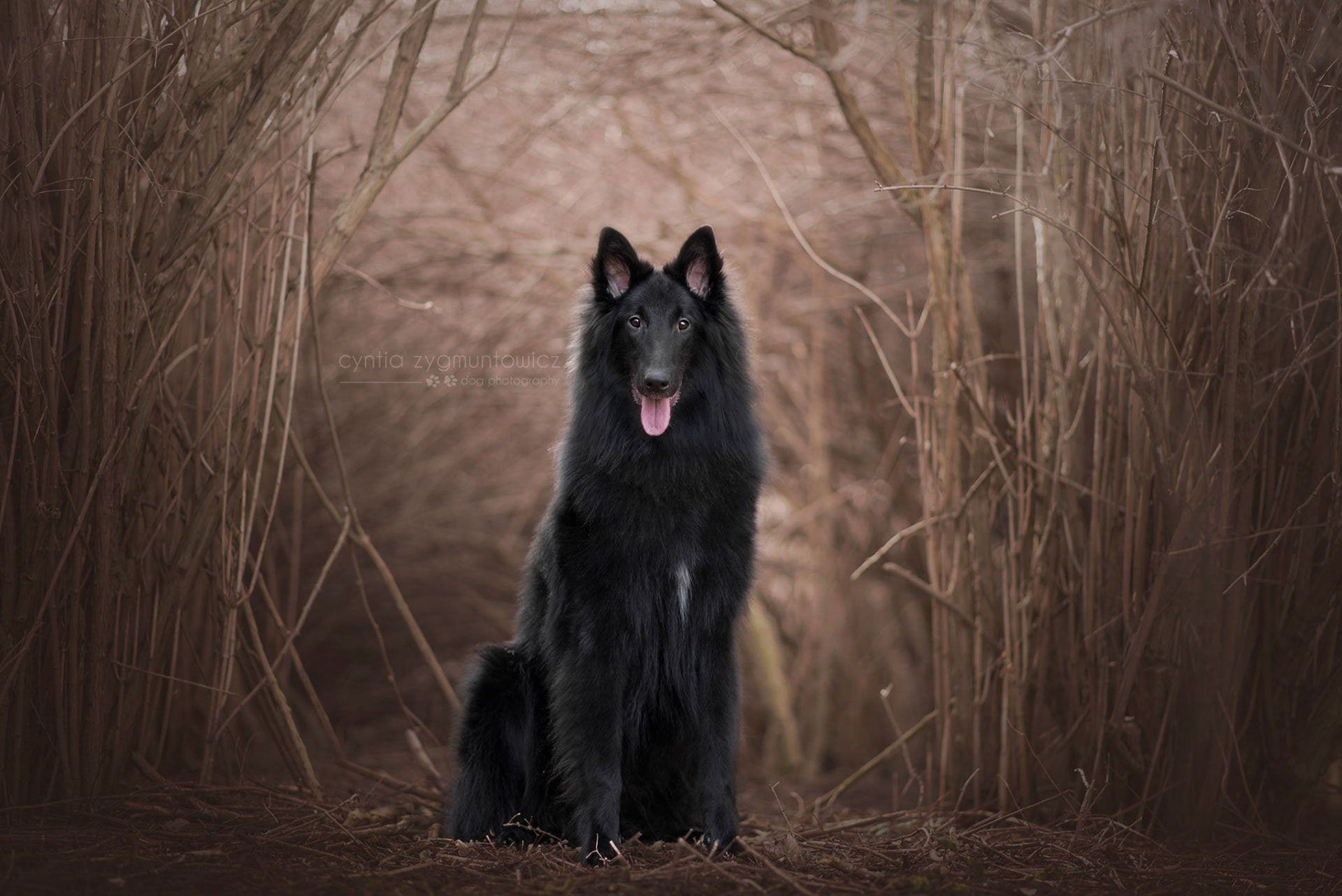 Belgian Shepherd, 1080P, Groenendael, Animal, HD Wallpaper