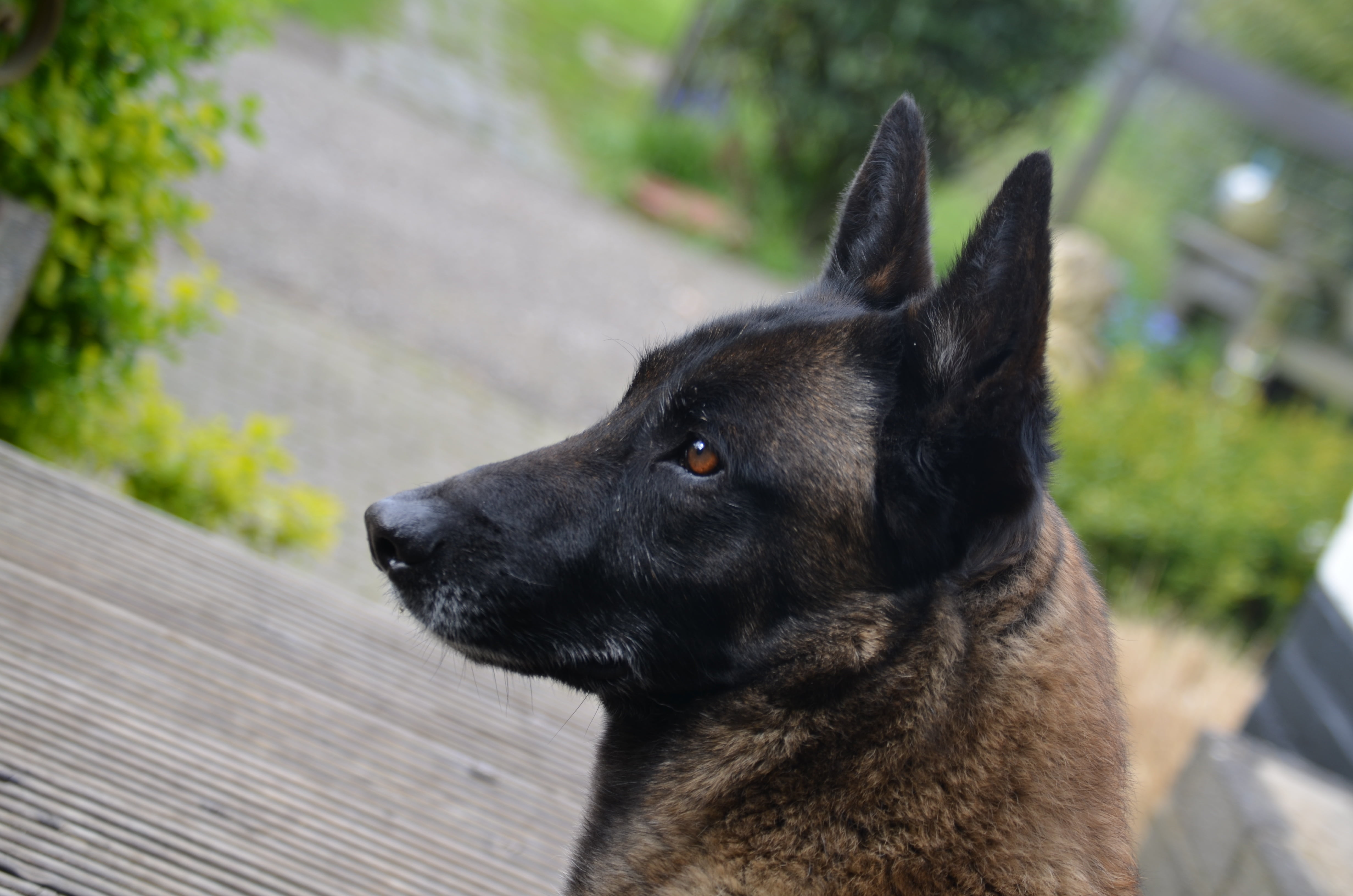 focus on foreground, day, profile view, shepherd dog, animal themes, german shepherd, animal body part, animal, vertebrate, snout, looking, 4K, canine, HD Wallpaper