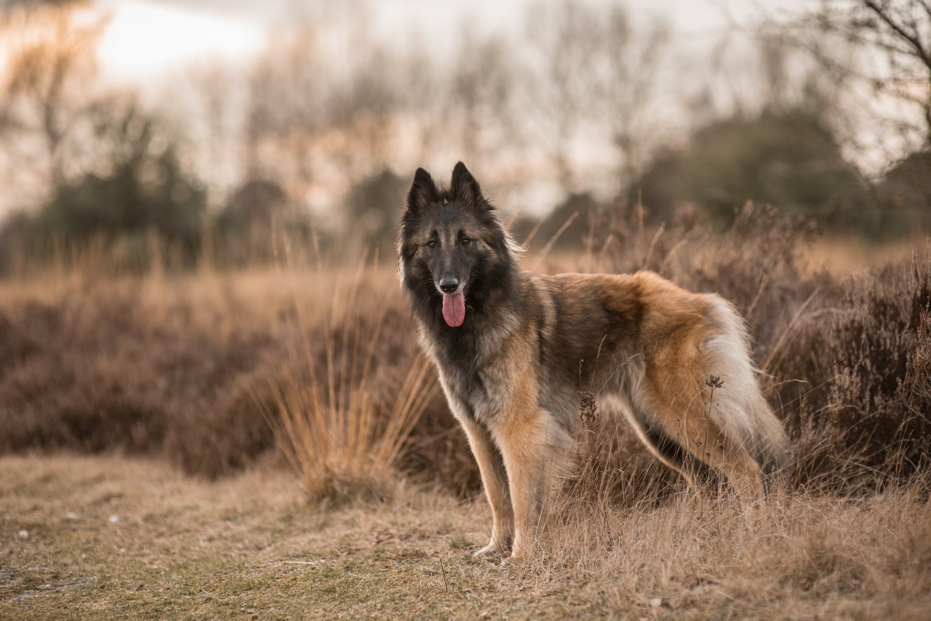Tervuren, 1080P, Pet, Animal, Belgian Shepherd, Dog, HD Wallpaper