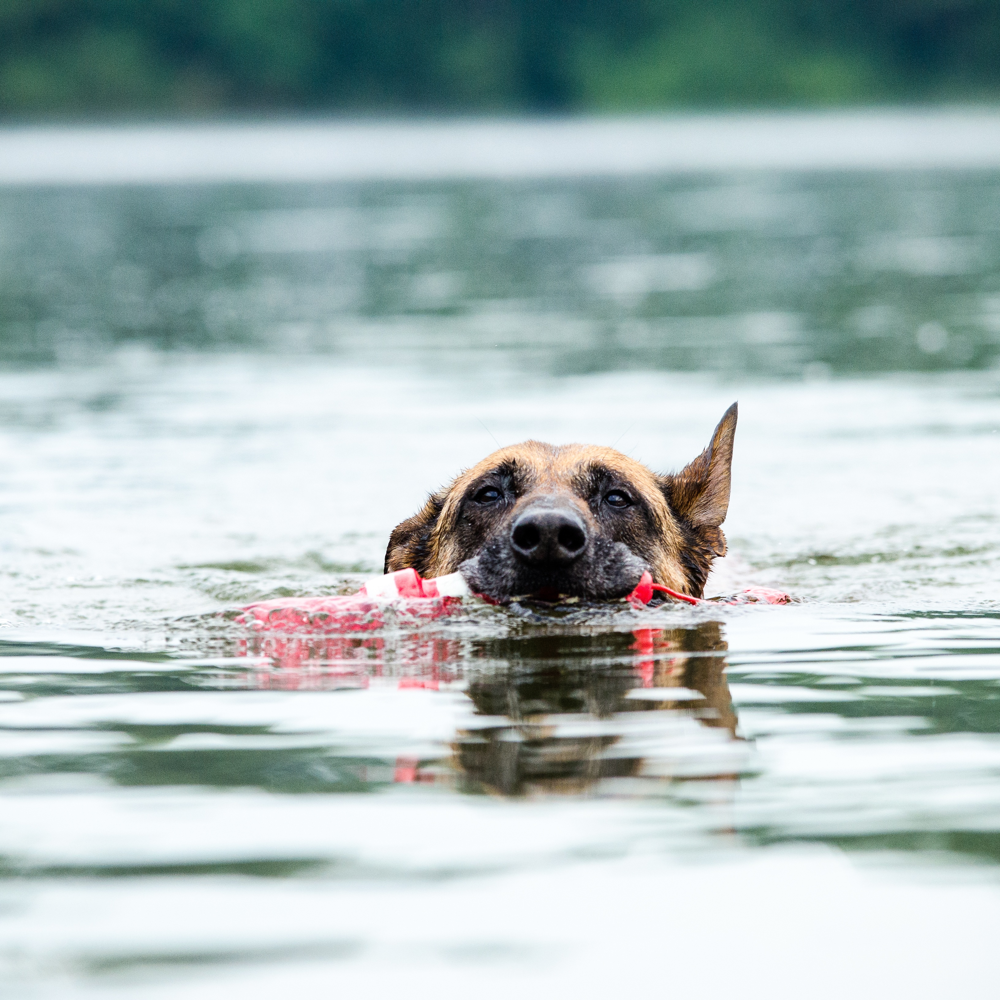 2K, one animal, german, attention, pride, belgian shepherd dog, lake, wet, animal themes, toys, animal, waterfront, nature, shepherd, domestic animals, Phone HD Wallpaper