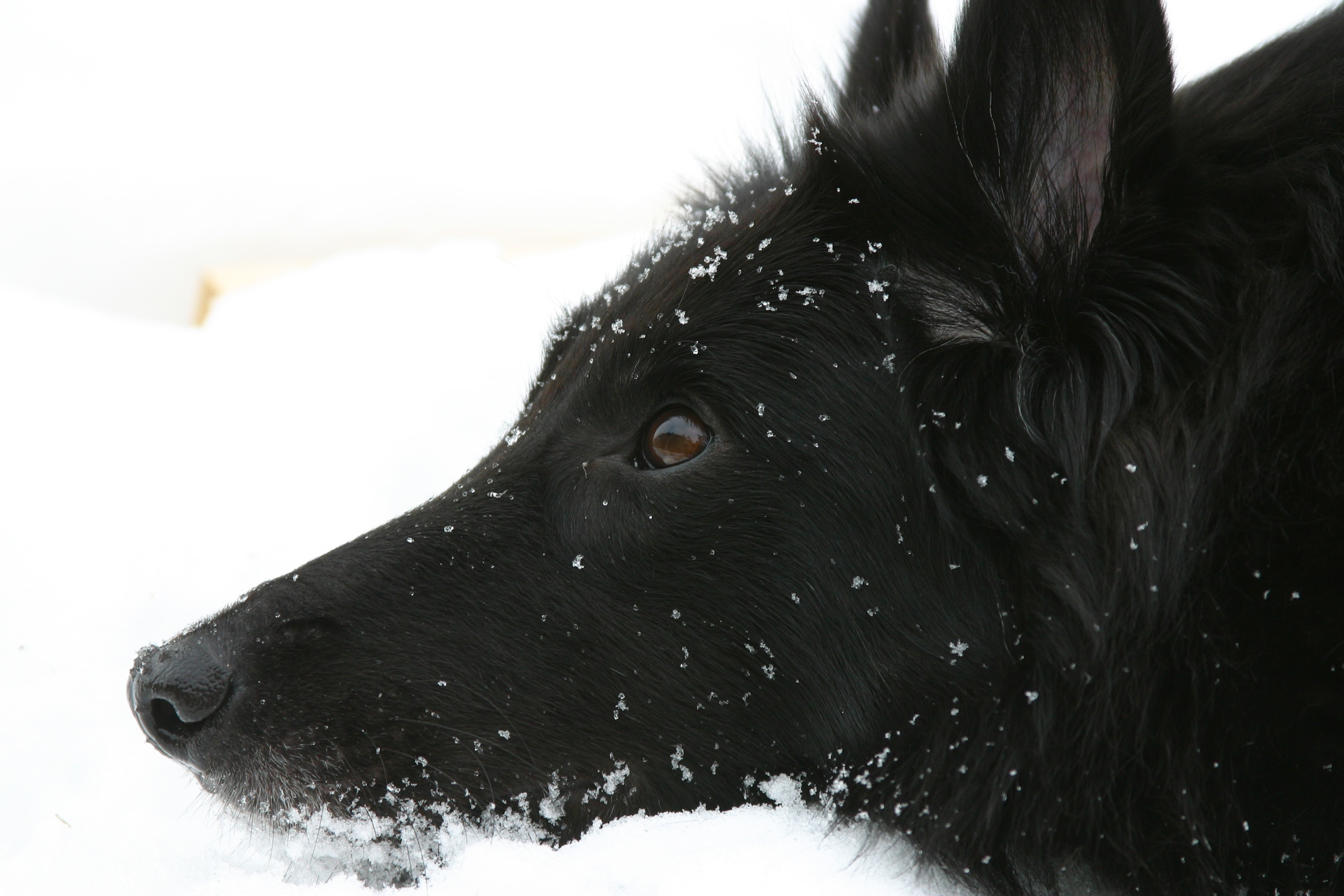 snowing, groenendael, profile view, close-up, the eye, soft, snow, happy, black color, domestic animals, animal themes, mammal, happiness, the dream of, HD Wallpaper