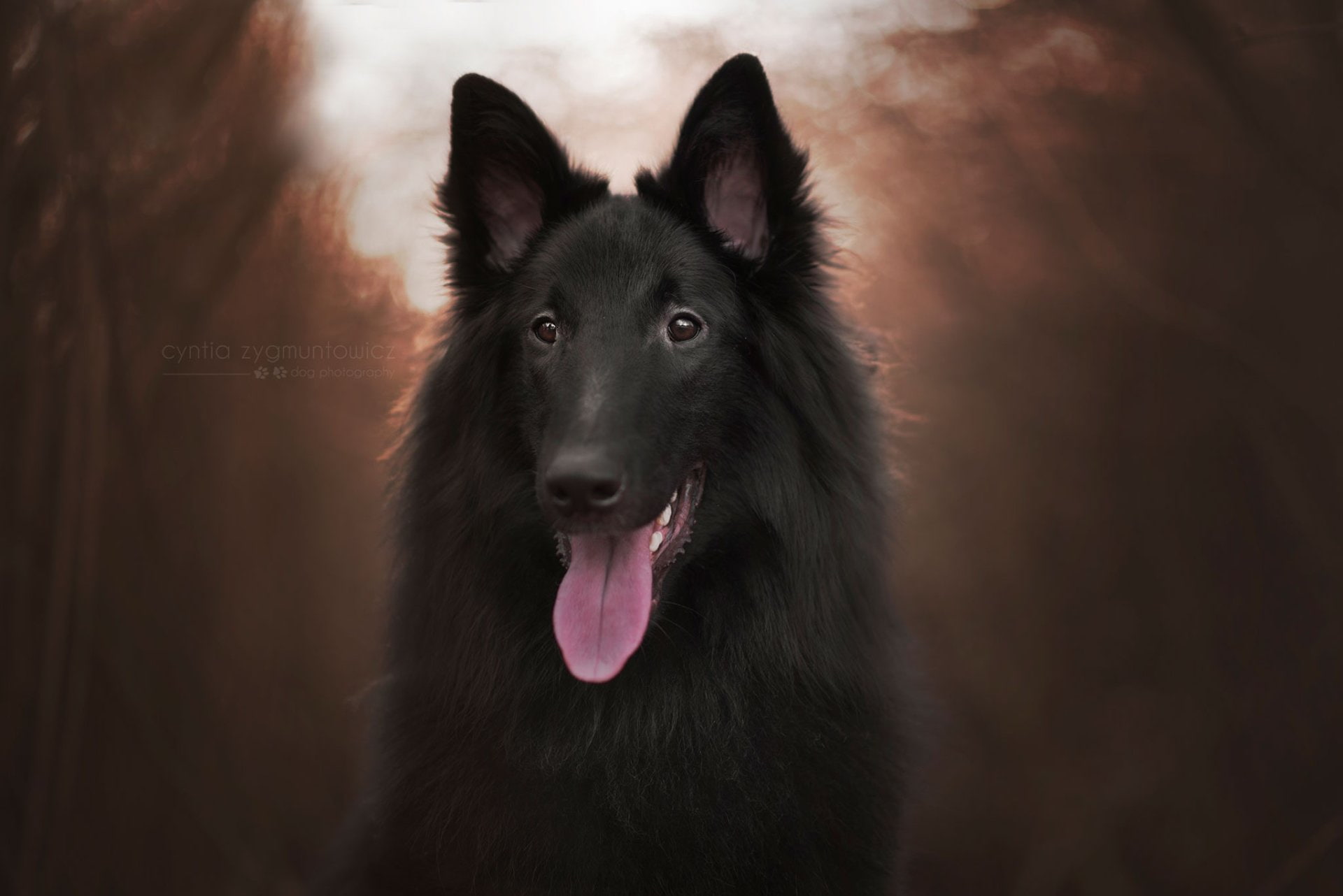 Animal, Belgian Shepherd, Groenendael, 1080P, HD Wallpaper