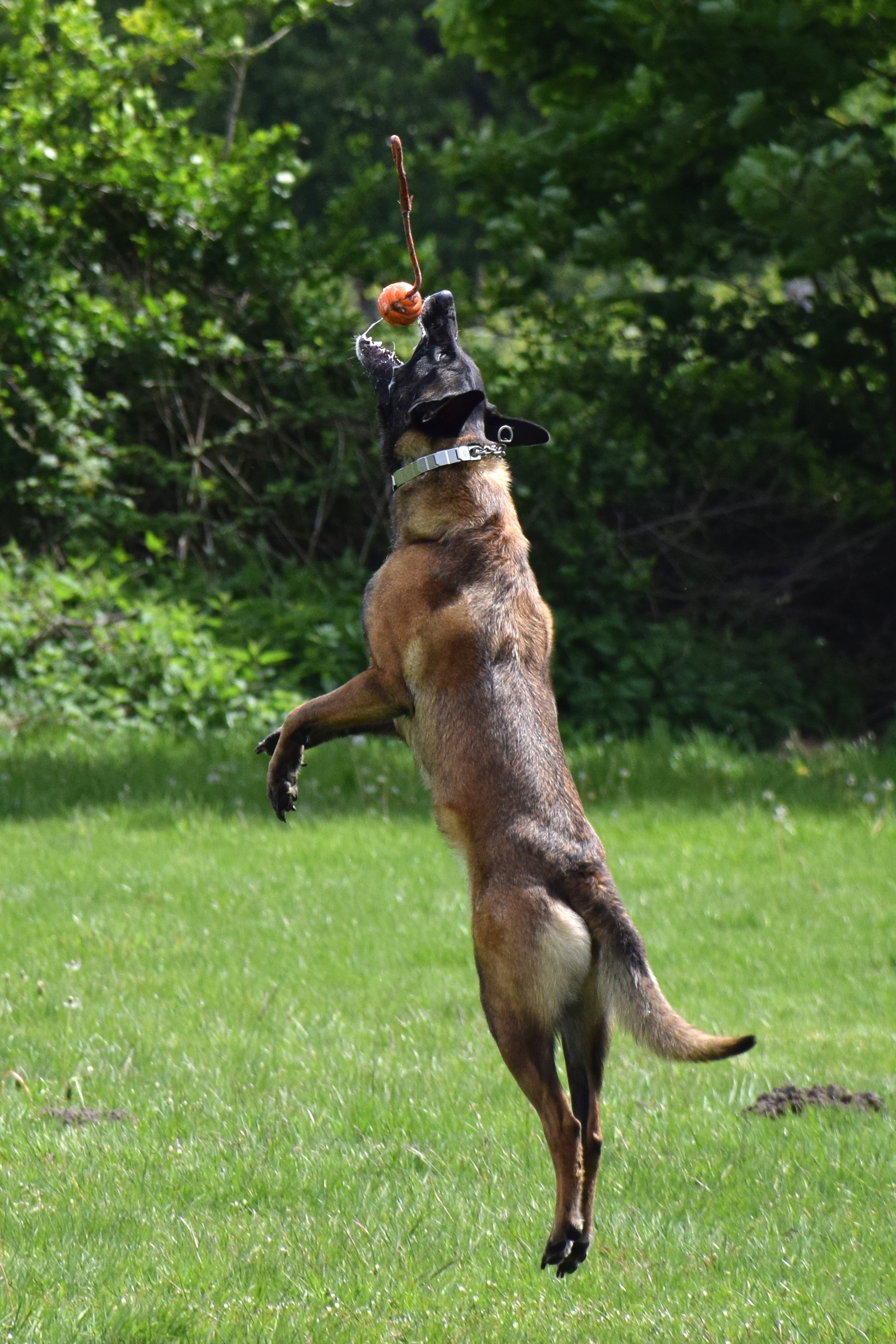 focus on foreground, jump, hundesport, animal friendship, animal themes, mouth open, domestic animals, malinois with ball, canine, malinois, plant, motion, Phone HD Wallpaper