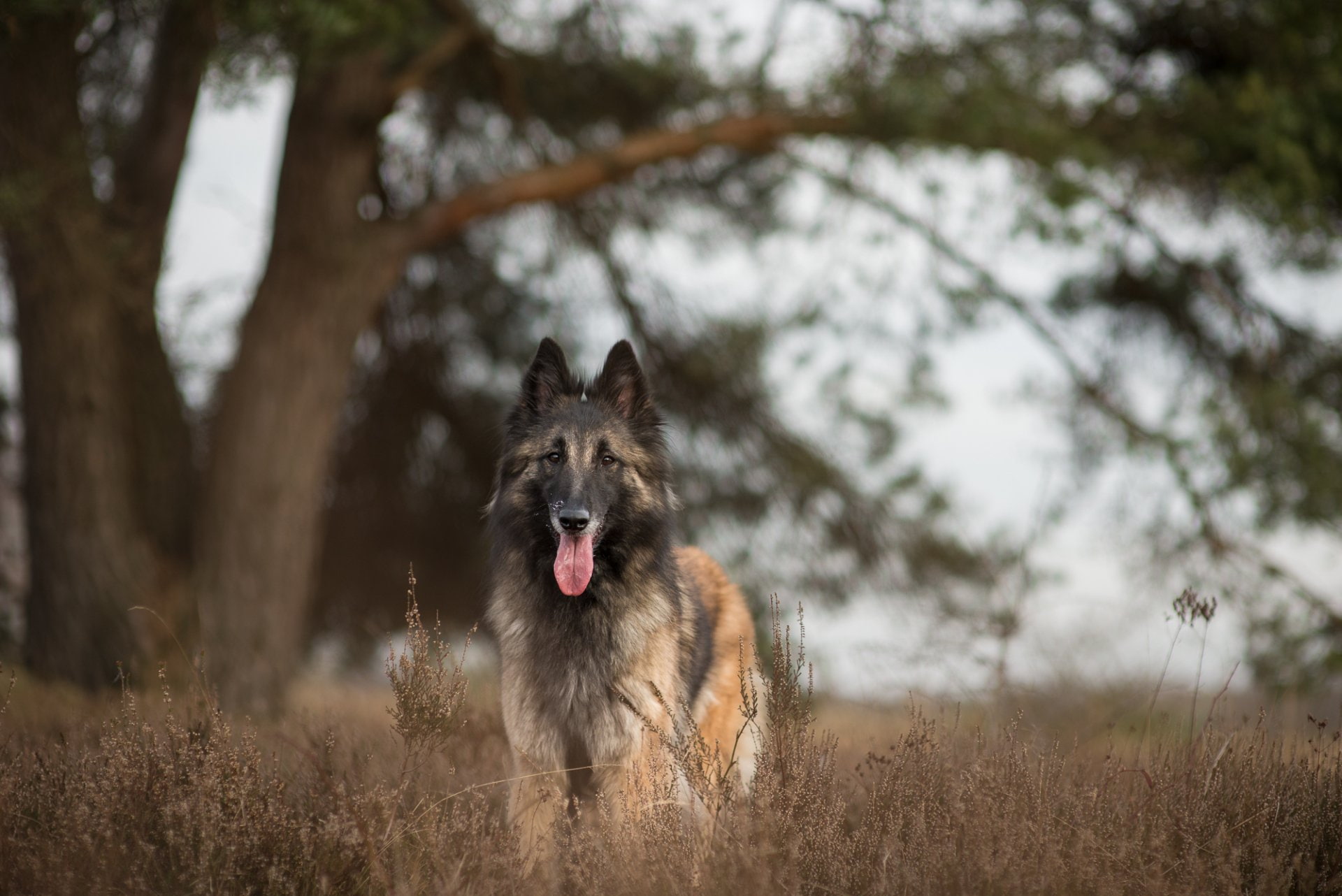 1080P, Animal, Belgian Shepherd, Pet, Tervuren, Dog, HD Wallpaper