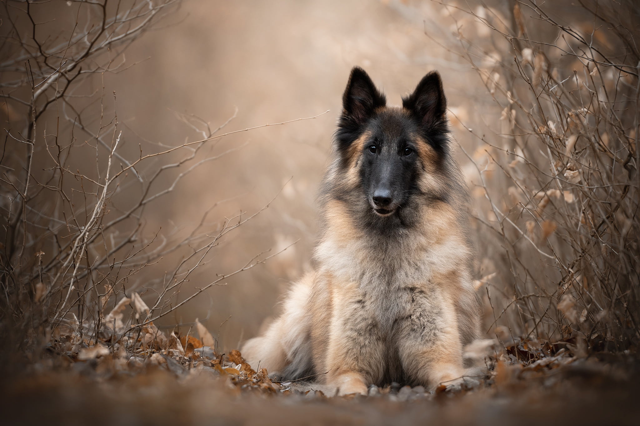 look, branches, Belgian shepherd, 1080P, Tervuren, dog, HD Wallpaper